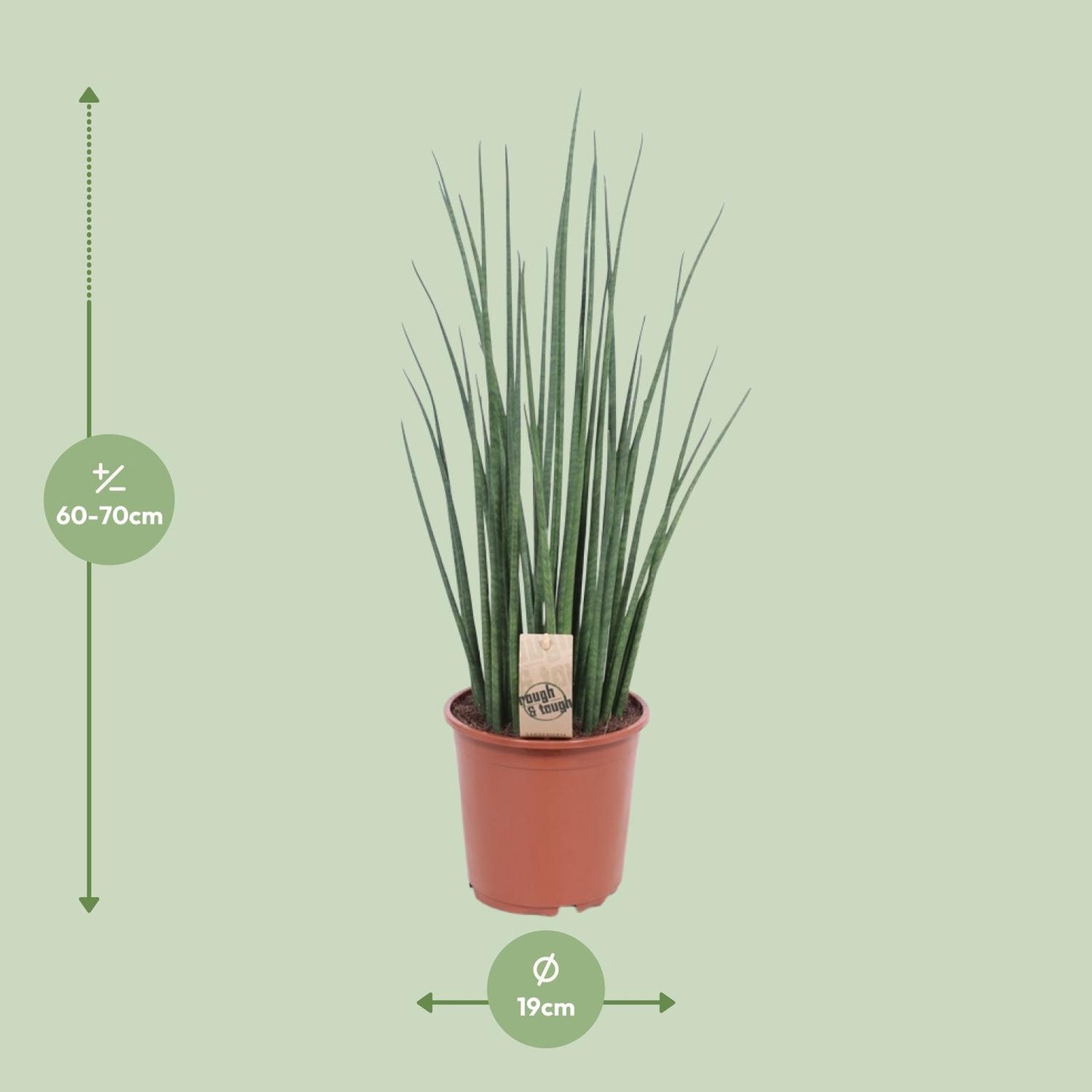 Sansevieria Mikado Ø19cm 70cm | Pflanzfix24.de - Pflanzfix24.de