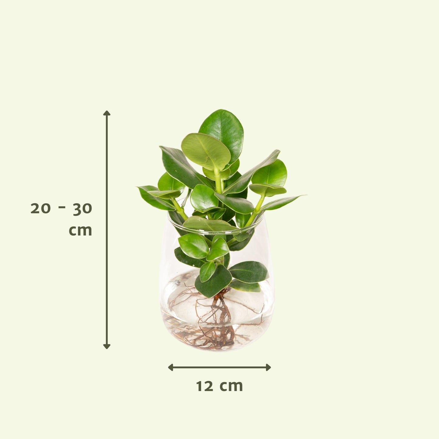 Hydroponie-Pflanzenmischung in Kingston Glas - Ø12cm - ↕30cm - Pflanzfix24.de - Pflanzfix24.de