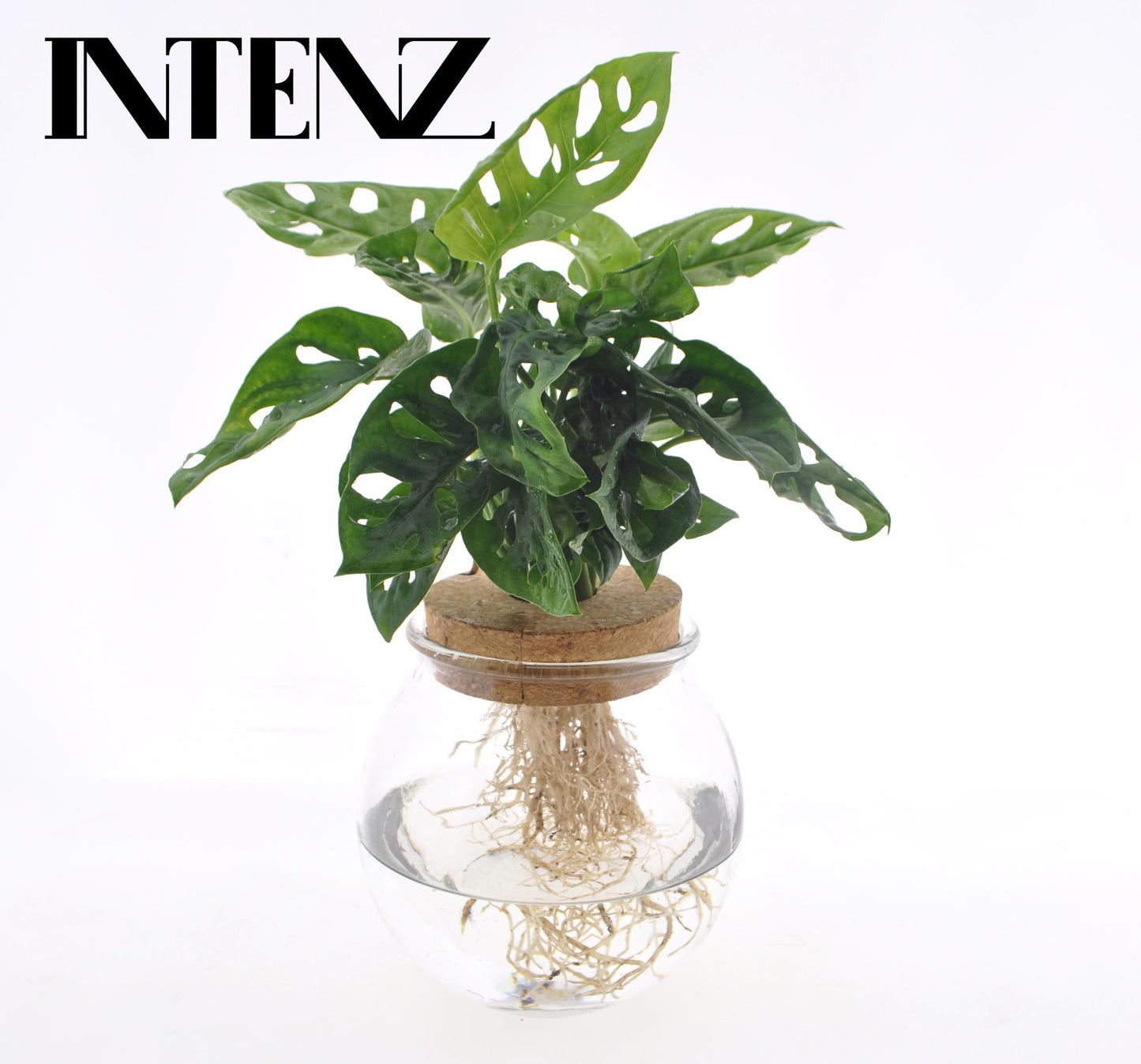 Monstera Adansonii Ø12cm im Bolglas + Klikkurk | Pflanzfix24.de - Pflanzfix24.de