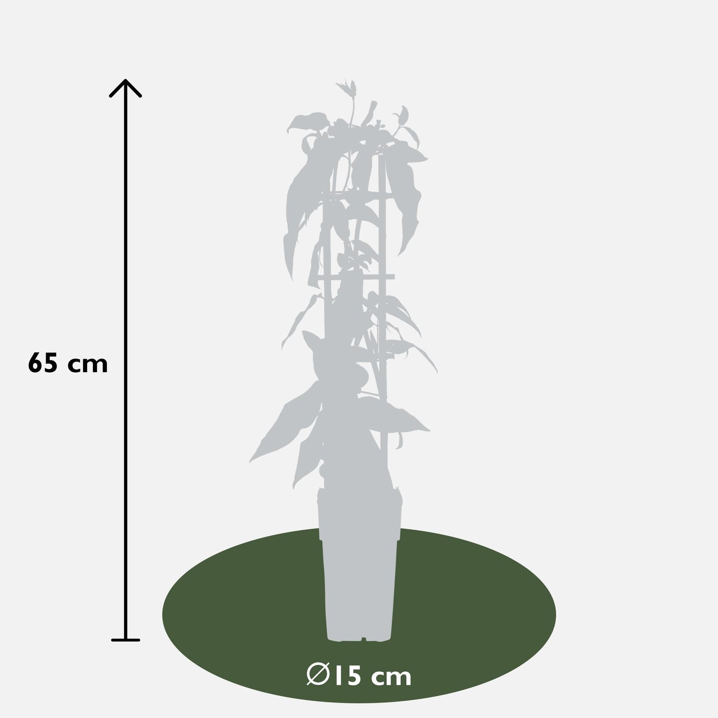 4x - Lonicera henryi - ↨65cm - Ø15 - Pflanzfix24.de - Pflanzfix24.de