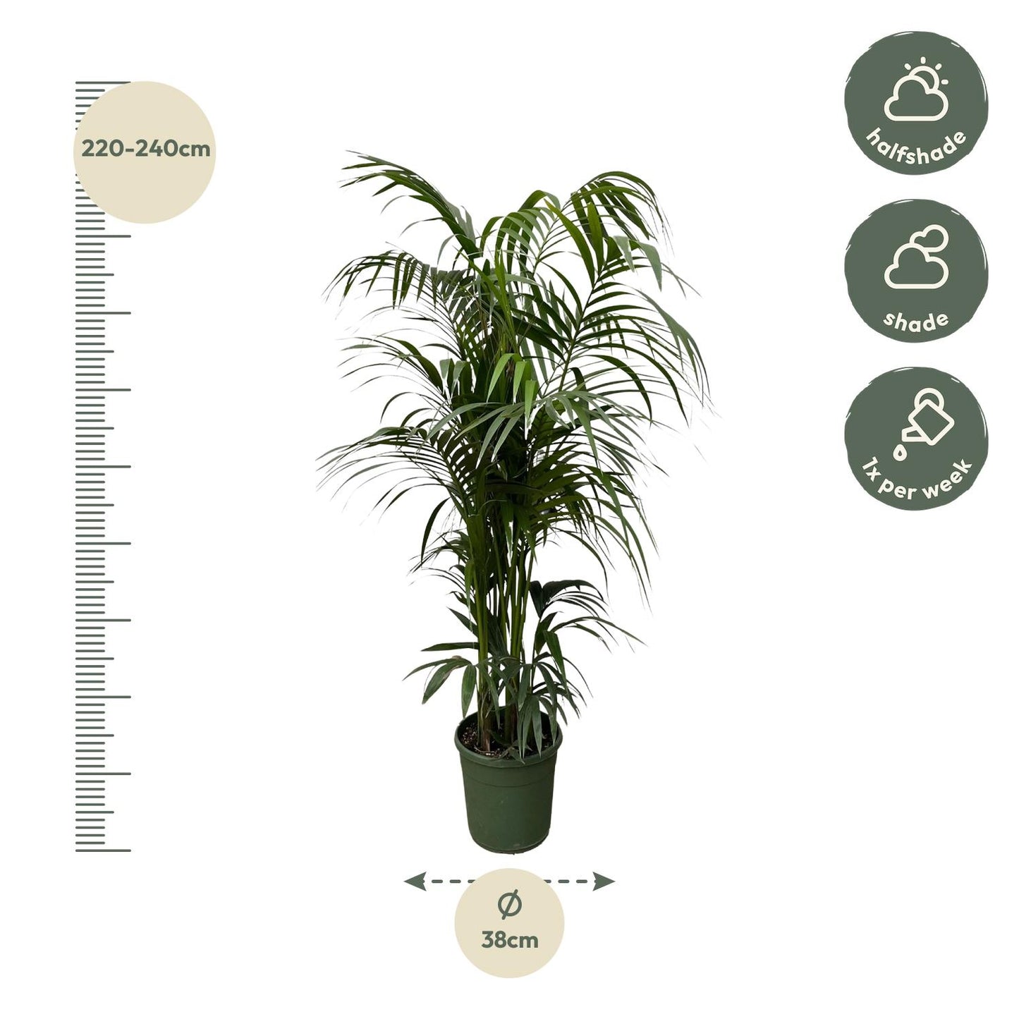 Kentia-Palme 220cm Ø38 – große Zimmerpflanze | Pflanzfix24.de - Pflanzfix24.de