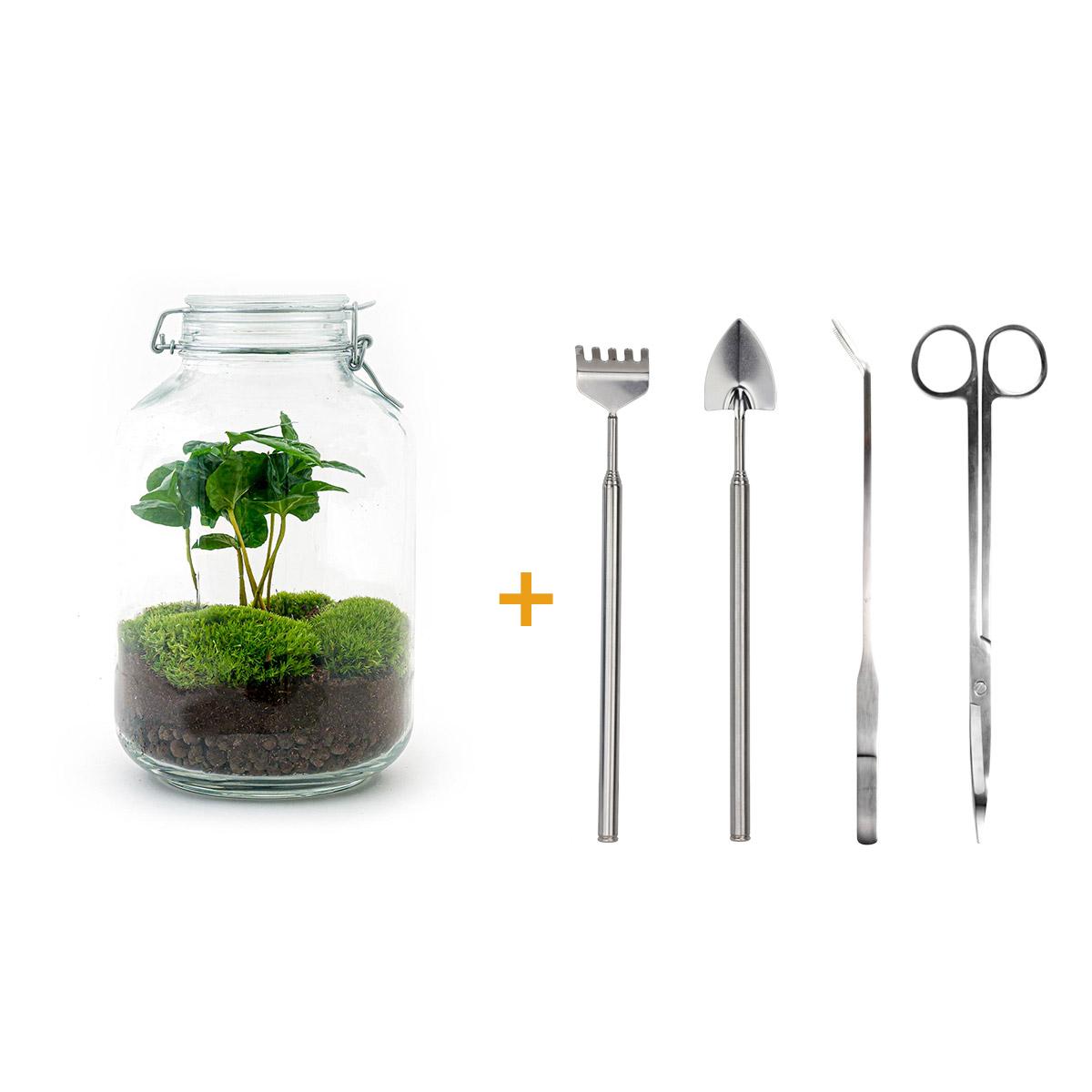 Flaschengarten - Coffea Arabica - DIY-Set - Pflanzfix24.de - Pflanzfix24.de