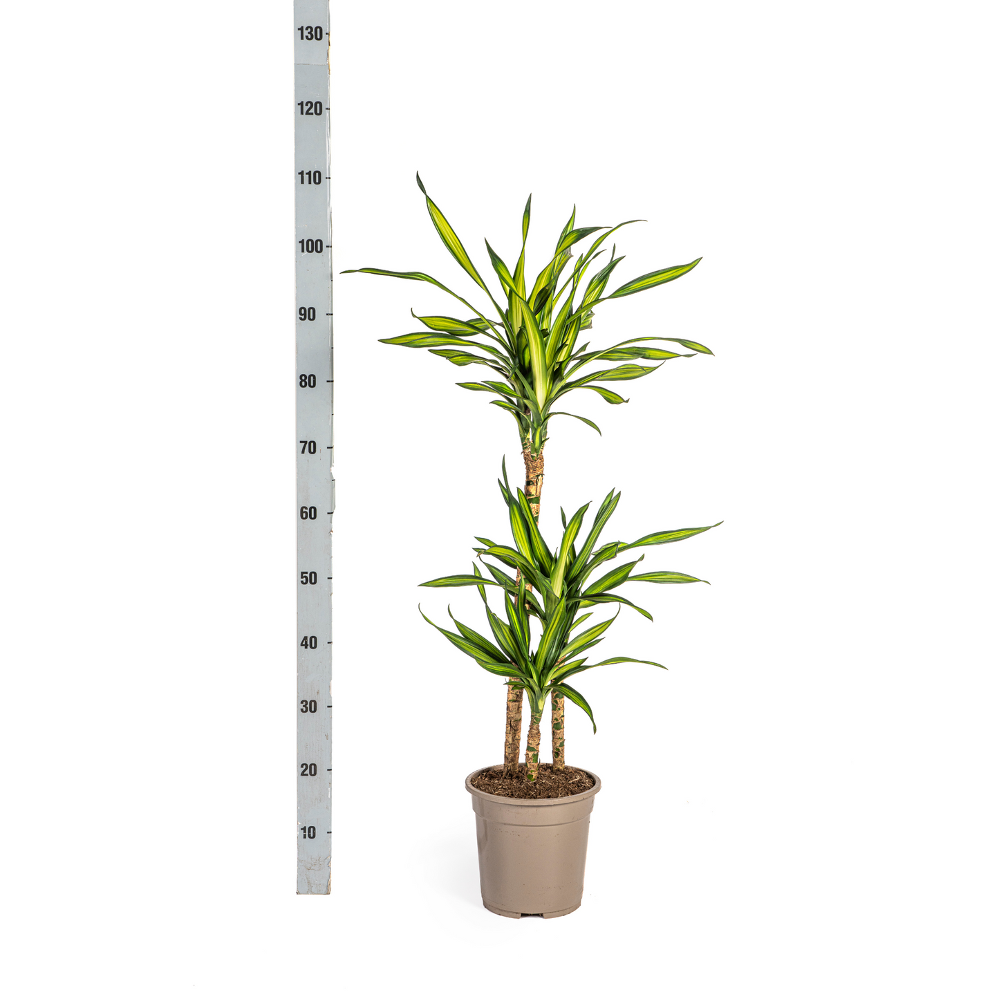 Dracaena Deremensis Rikki Ø21cm - ↕90 - 110cm - Pflanzfix24