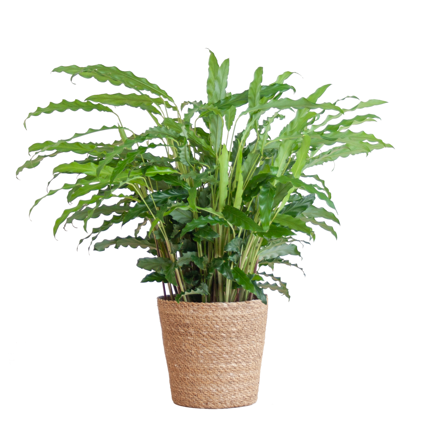 Calathea Rufibarba - Samt-Calathea im Sofia-Korb - 55cm - Pflanzfix24