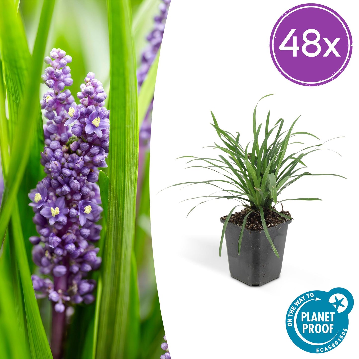 48x Liriope muscari 'Big Blue' - 10-25cm - Ø9cm - Pflanzfix24