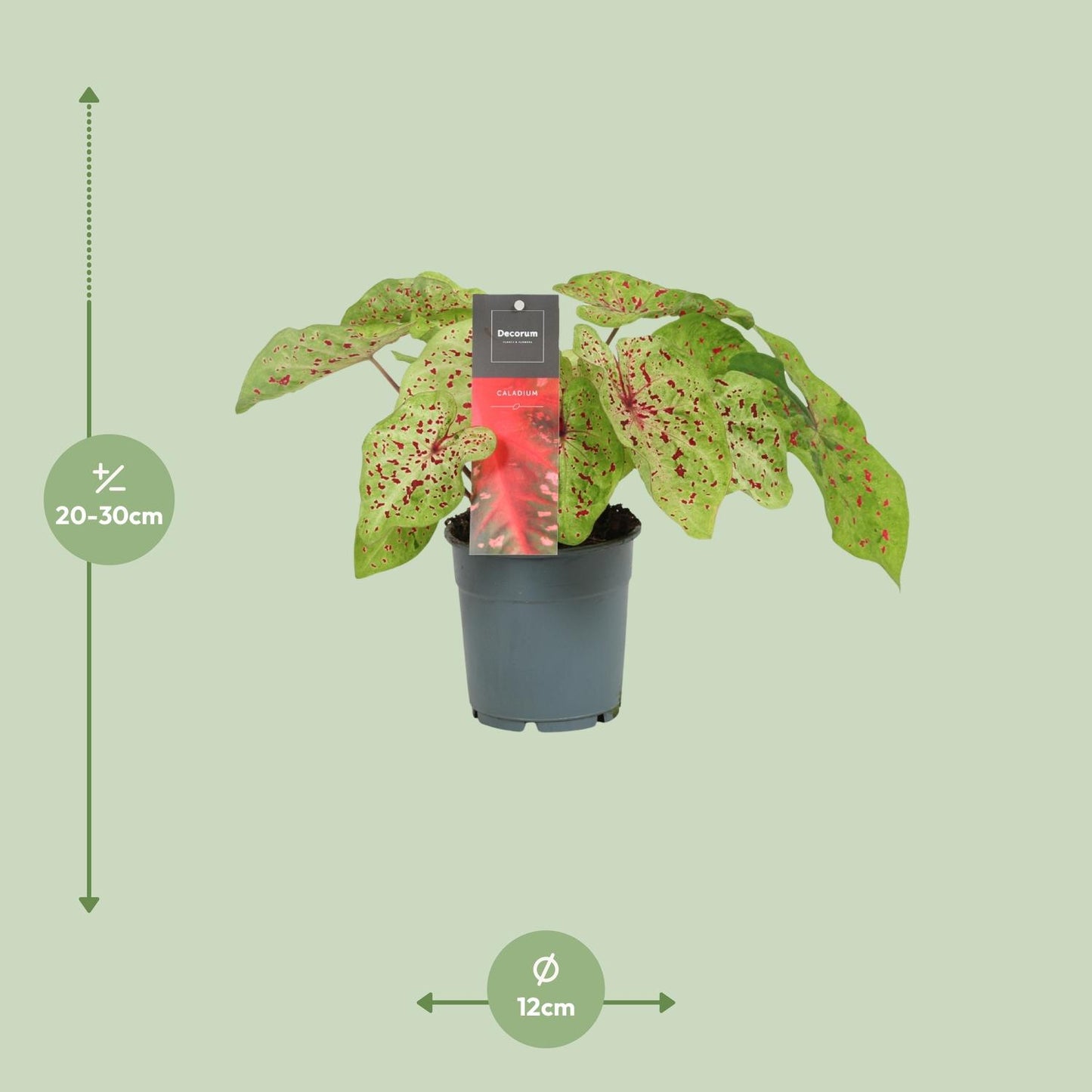 Caladium Miss Muffet - Ø12cm - ↕25cm - Pflanzfix24
