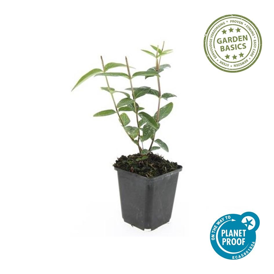 12x Hypericum inodorum 'Rheingold' – Goldblatt-Strauch – Pflanzfix24.de - Pflanzfix24.de