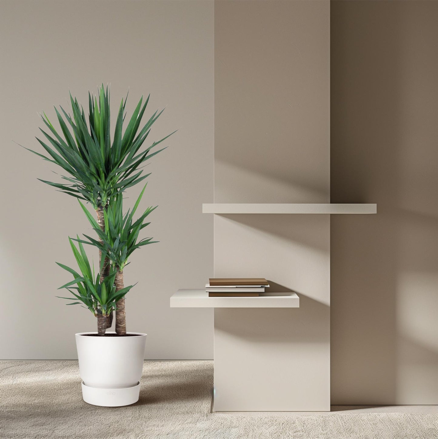 Yucca Elephantipes 140 cm – Pflanzfix24.de - Pflanzfix24.de