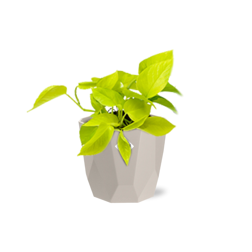 Epipremnum Pinnatum ‘Golden Pothos’ in ELHO b.for rock 14 cm warm grey - Pflanzfix24