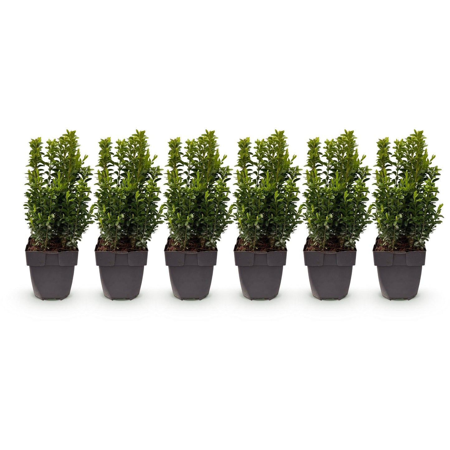 GreenboutiQ - Heckenpflanzen - Buxus sempervirens - Blatt grün - 6 Pflanzen - 1 laufender Meter - immergrün - Topf 17cm Höhe 45cm - Pflanzfix24.de