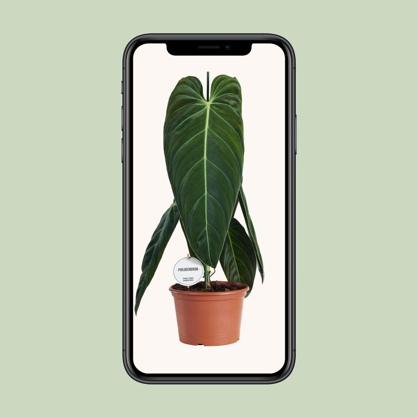 Philodendron Melanochrysum - Ø21cm - ↕75cm bei Pflanzfix24
