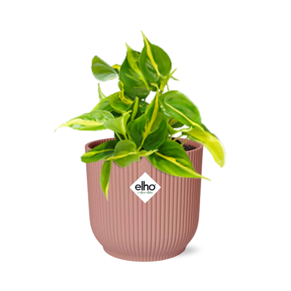 Philodendron Scandens Brasil Ø14cm rosa – Zimmerpflanze | Pflanzfix24.de
