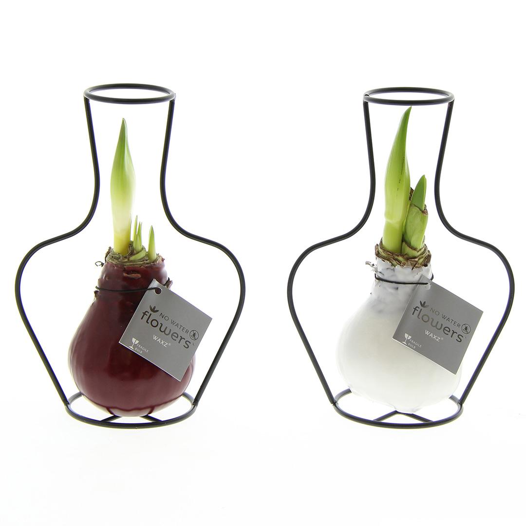 No Water Flowers® (wax amaryllis) | Formz Classic Mix (2 pack) + Red flower - Pflanzfix24