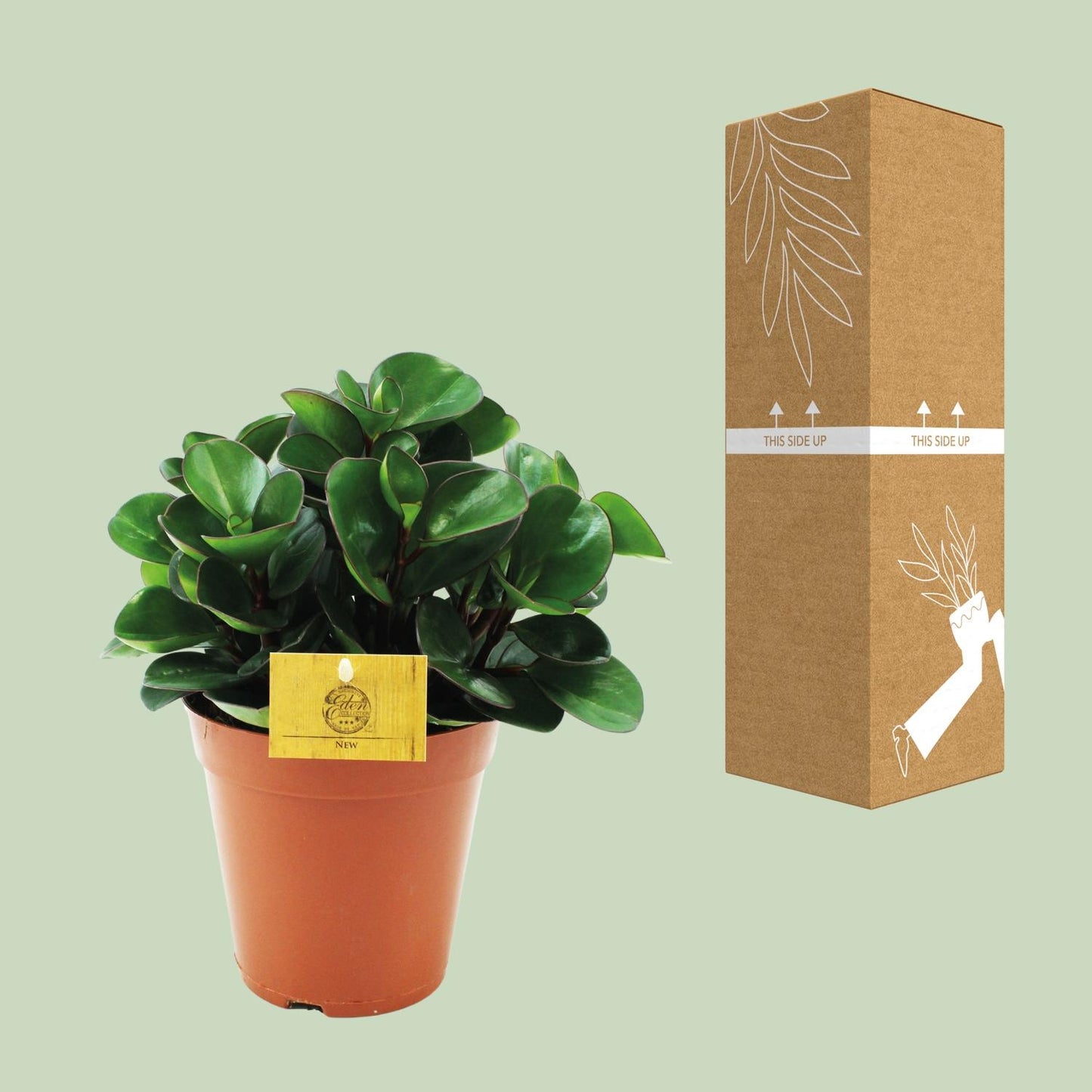 Peperomia Burning Bush - Ø15cm - pflanzfix24