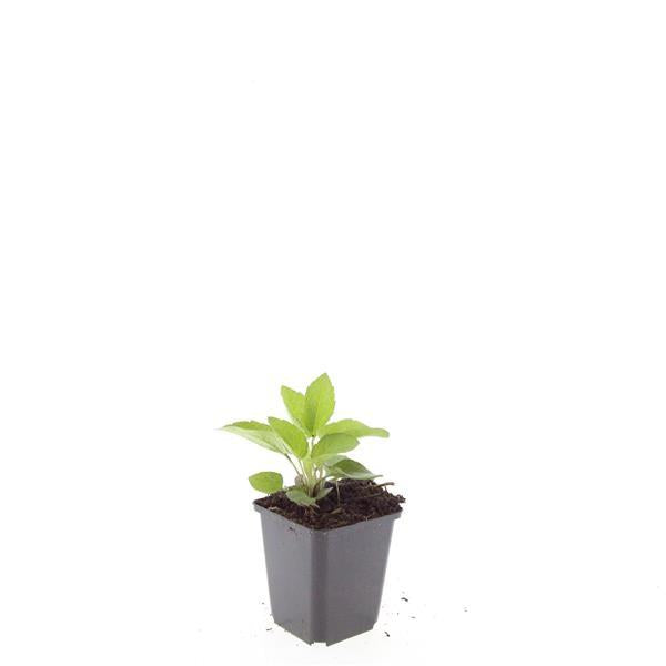 24x Rudbeckia fulgida 'Goldsturm' - ↕10-25cm - Ø9cm - Pflanzfix24