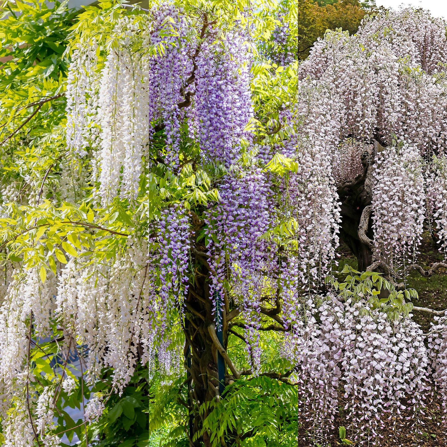 Pflanzfix24.de - Wisteria floribunda Tricolour - 3 Pflanzen - Topf 11cm - Pflanzfix24.de