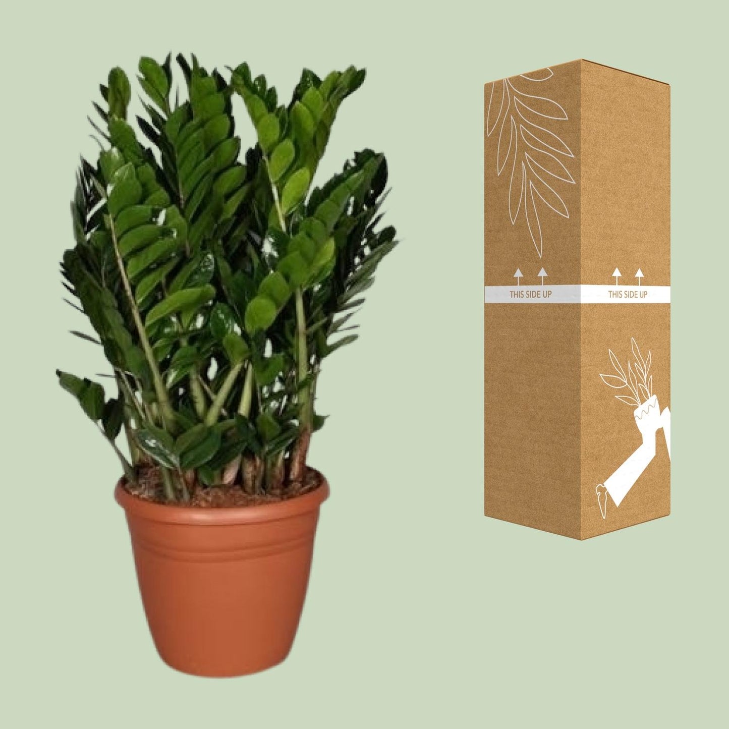 Zamioculcas Zamiifolia - Ø37cm - ↕110cm - Pflanzfix24