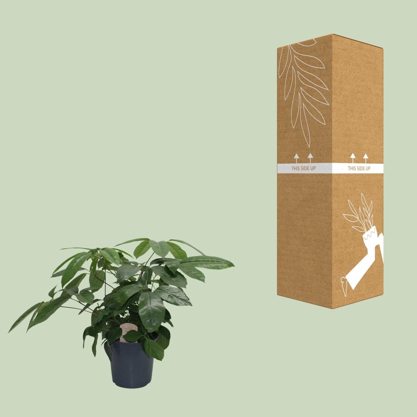 Schefflera Actinophylla - Ø21cm - ↕80cm Pflanzfix24