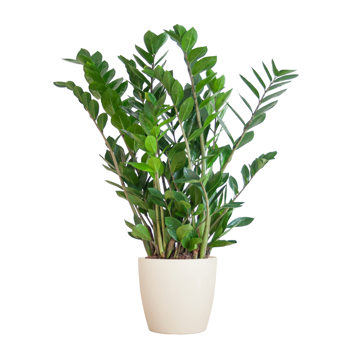 Zamioculcas mit Viber-Topf Weiß 80 cm – Pflanzfix24.de - Pflanzfix24.de