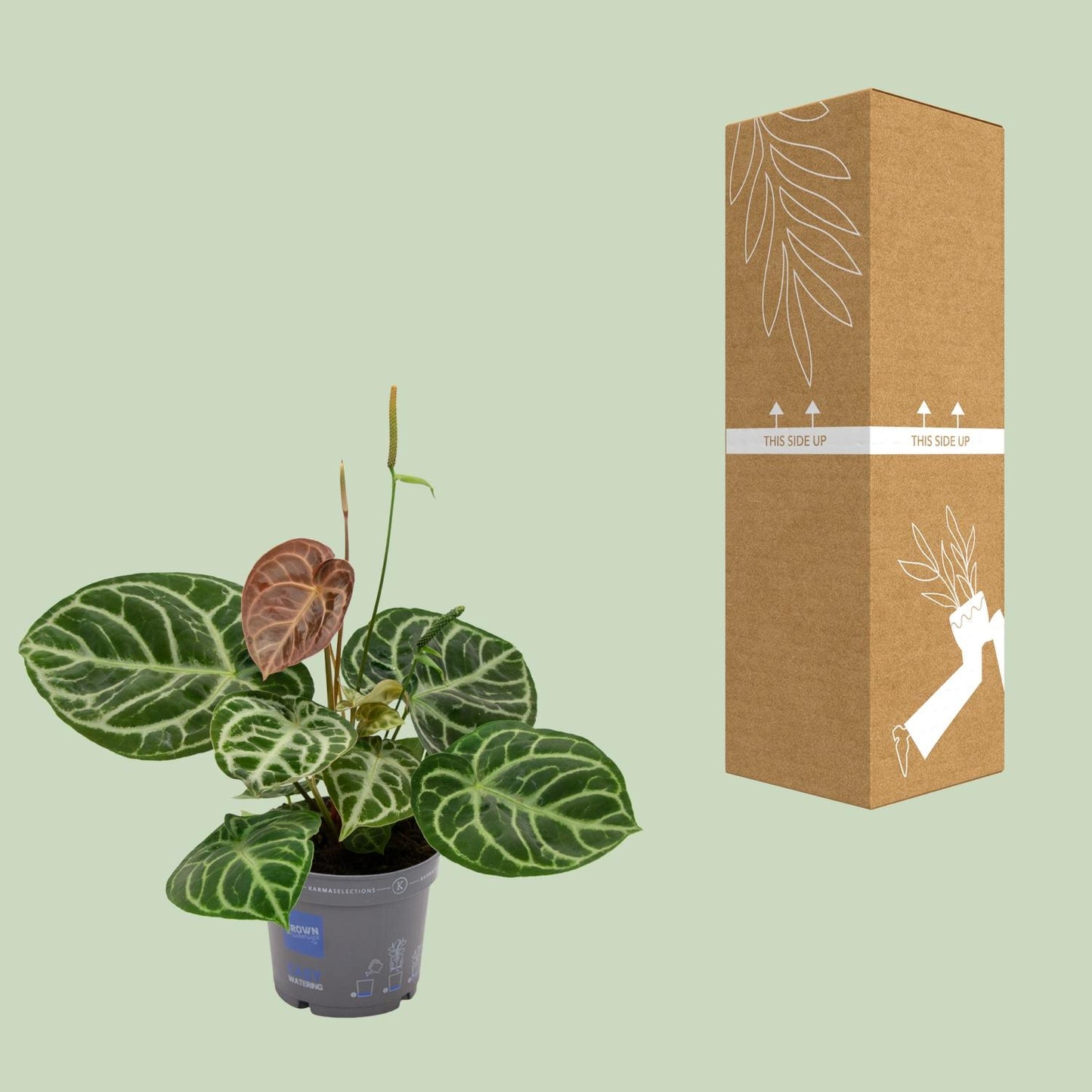 Anthurium Crystal Hybride Compact - Pflanzfix24.de - Pflanzfix24.de