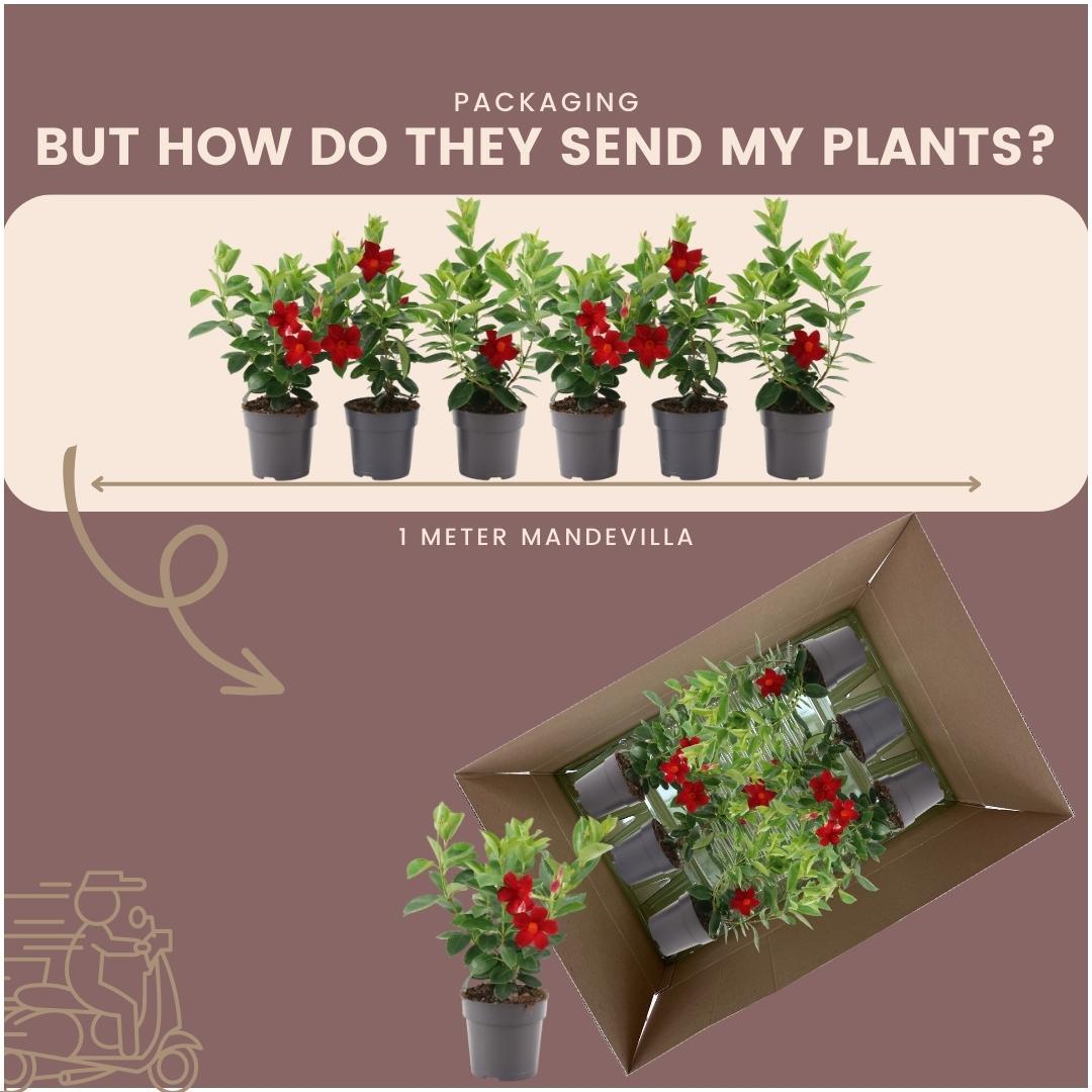 6 x Dipladenia Red - Mandevilla Red Ø12 cm - ↕25 cm - Pflanzfix24