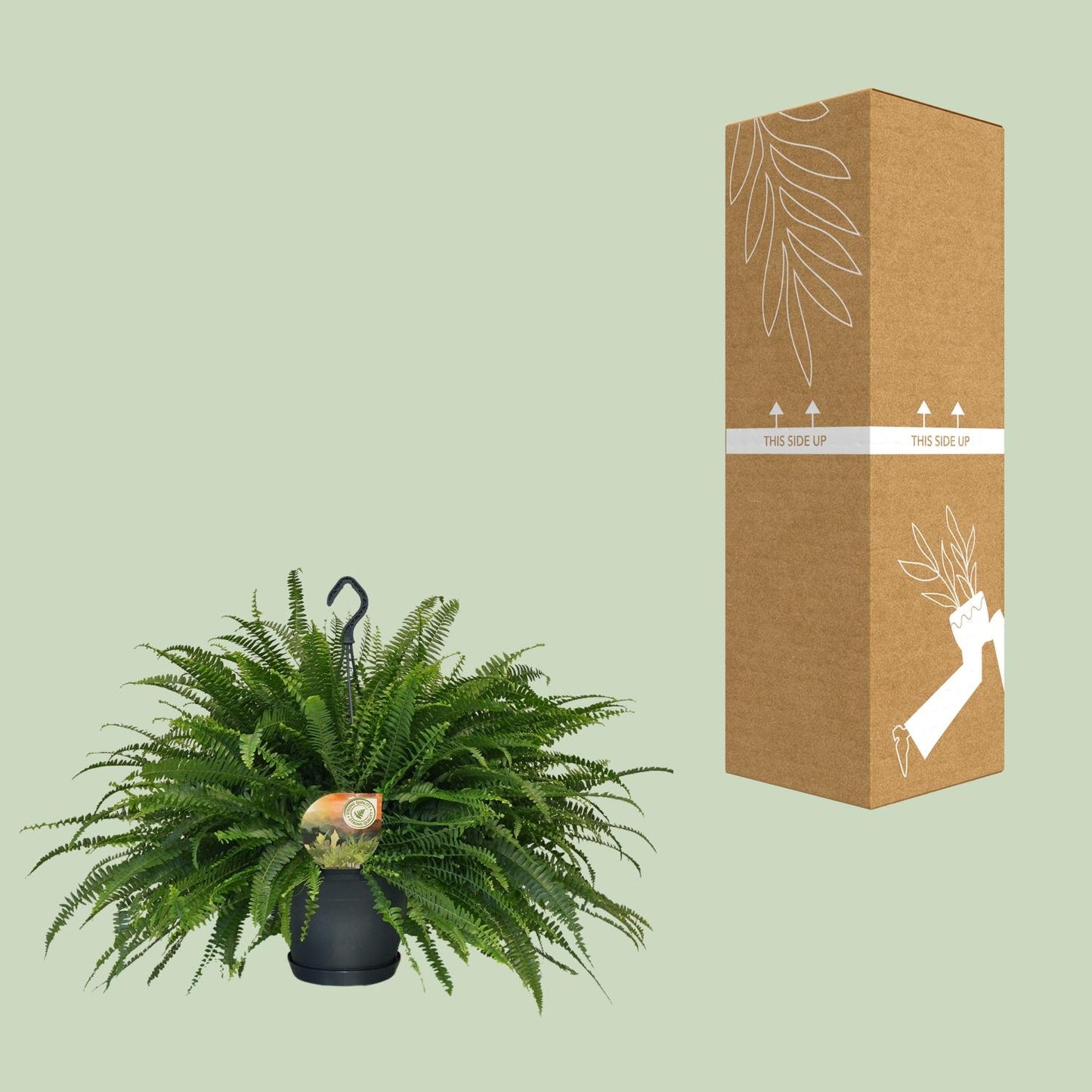 Nephrolepis „Grüne Dame“ Boston-Farn Ø20cm | Pflanzfix24.de - Pflanzfix24.de