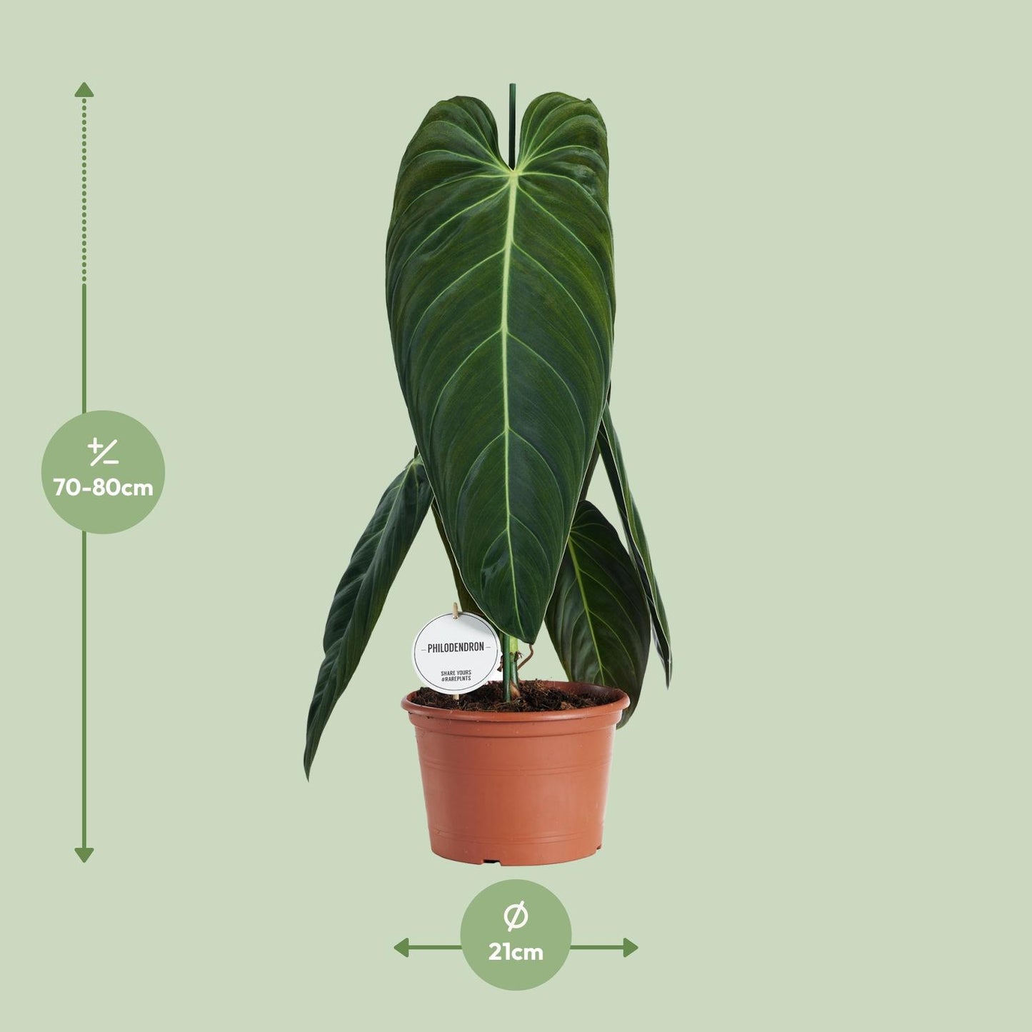 Philodendron Melanochrysum - Ø21cm - ↕75cm bei Pflanzfix24