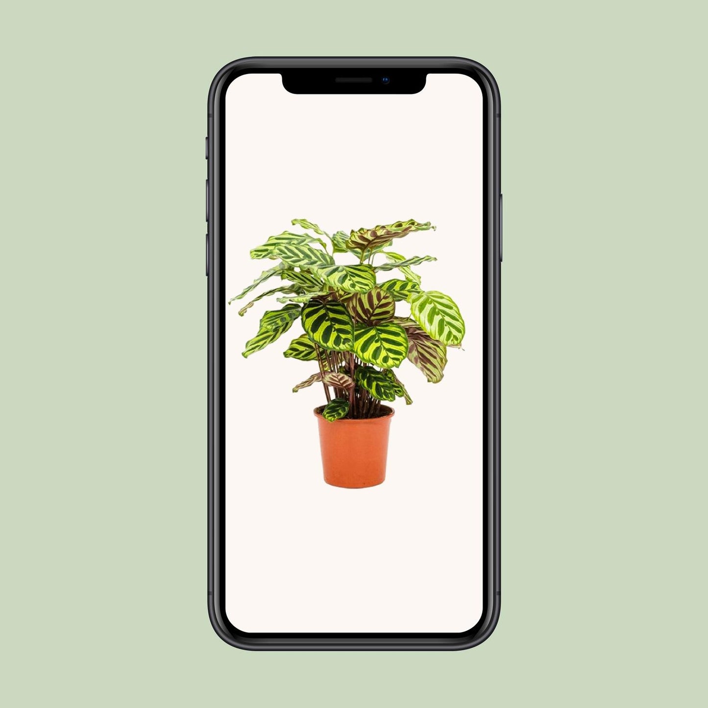 Calathea Makoyana - Ø14cm - ↕45cm - Pflanzfix24
