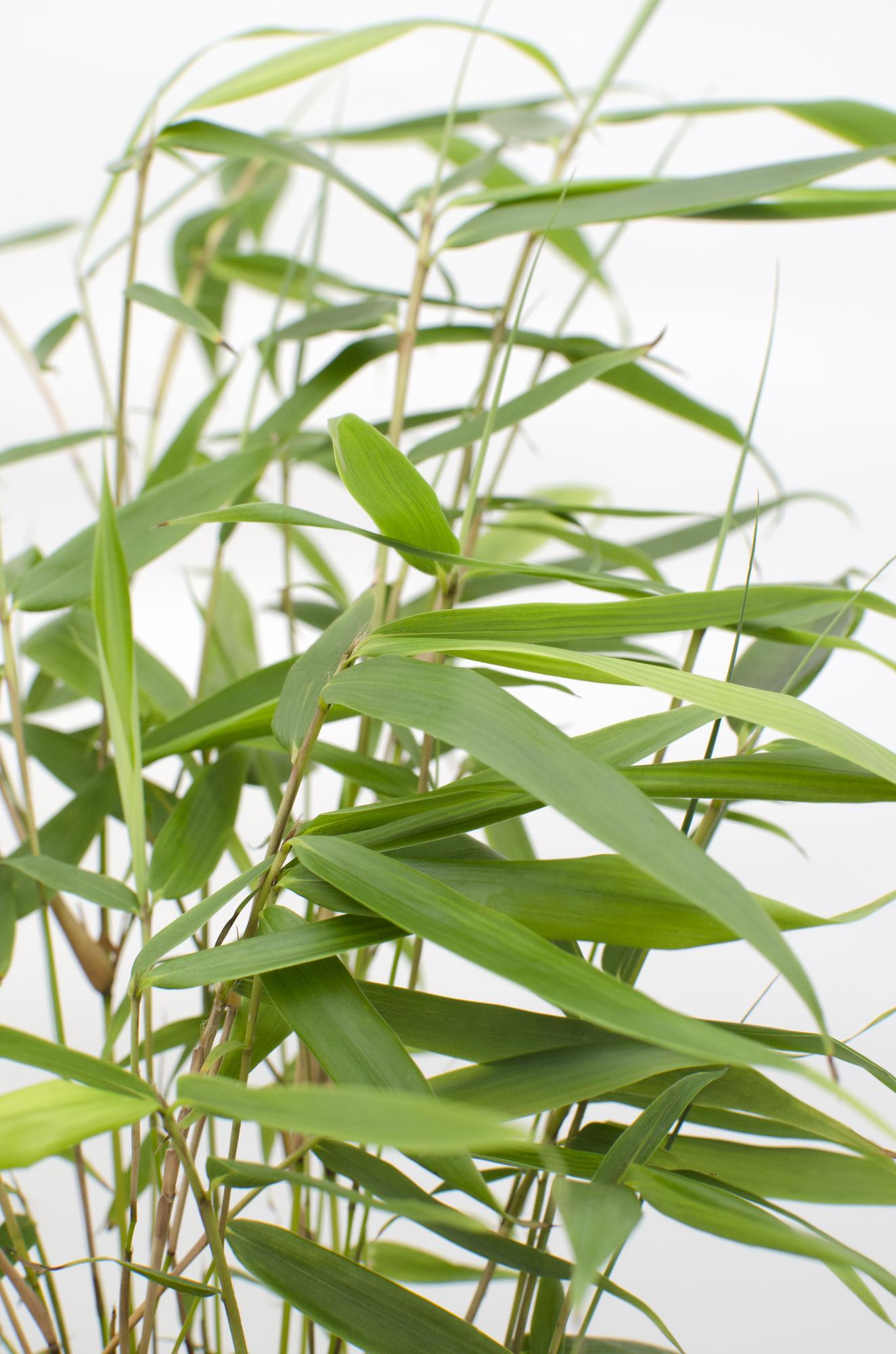 Fargesia Robusta 'Pingwu' - Ø14cm - ↕40cm - Pflanzfix24
