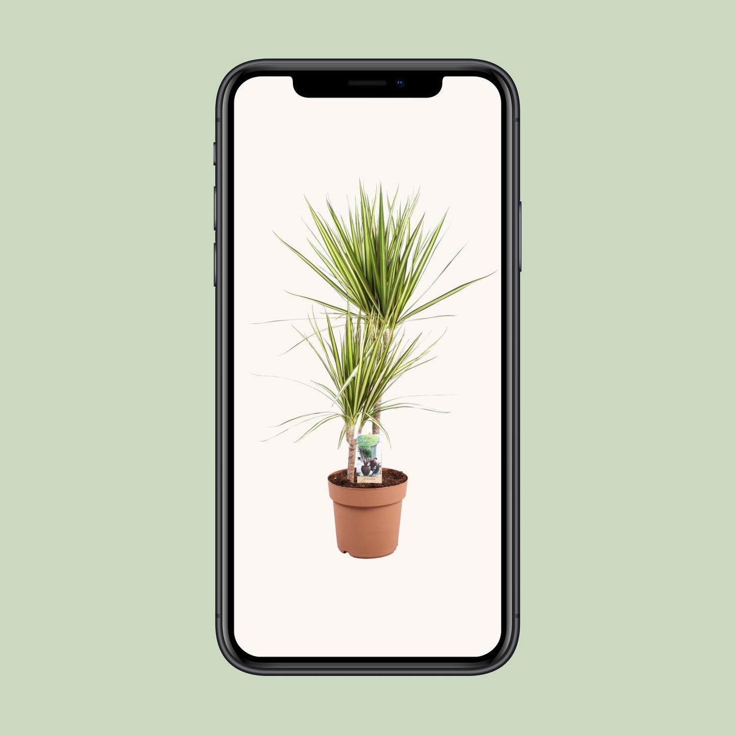 Dracaena Marginata Sunray - Ø21cm - ↕80cm - Pflanzfix24