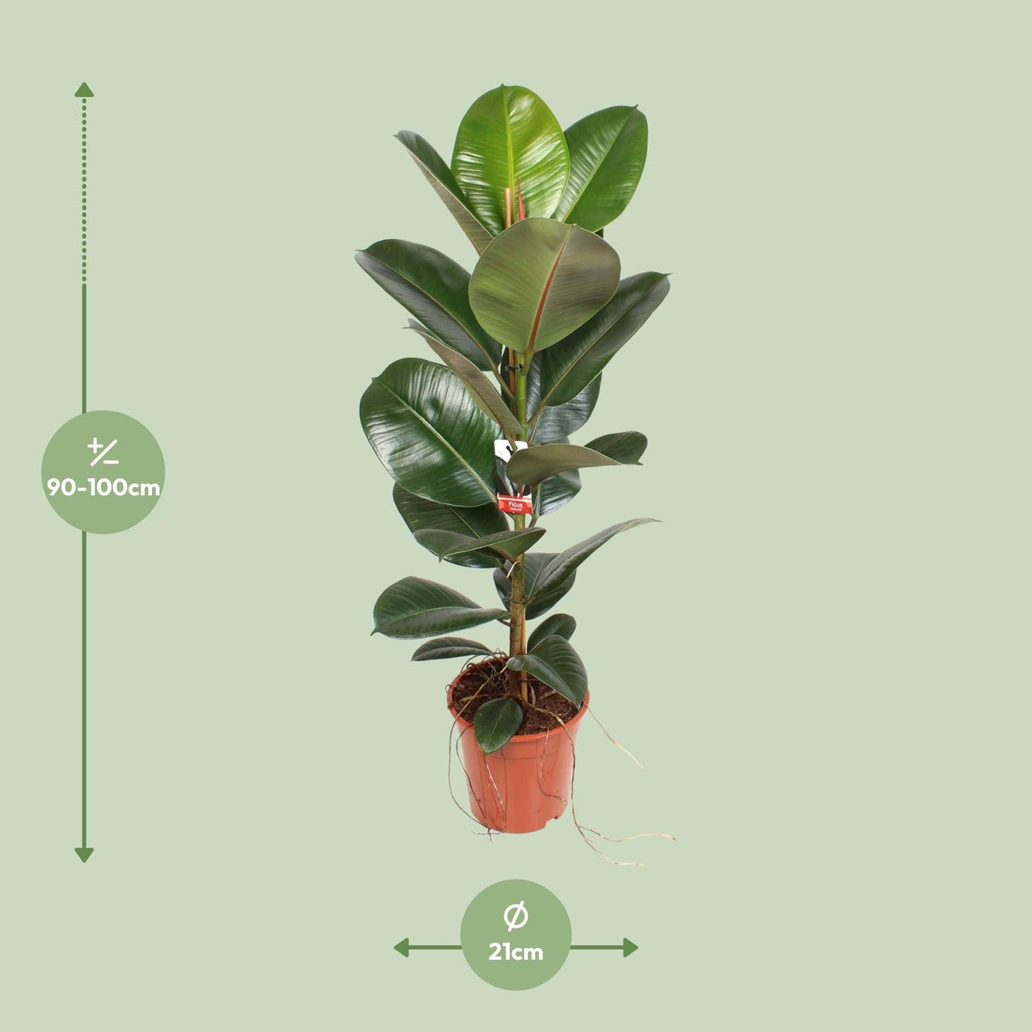 Ficus Elastica Robusta - Ø21cm - ↕95cm bei Pflanzfix24