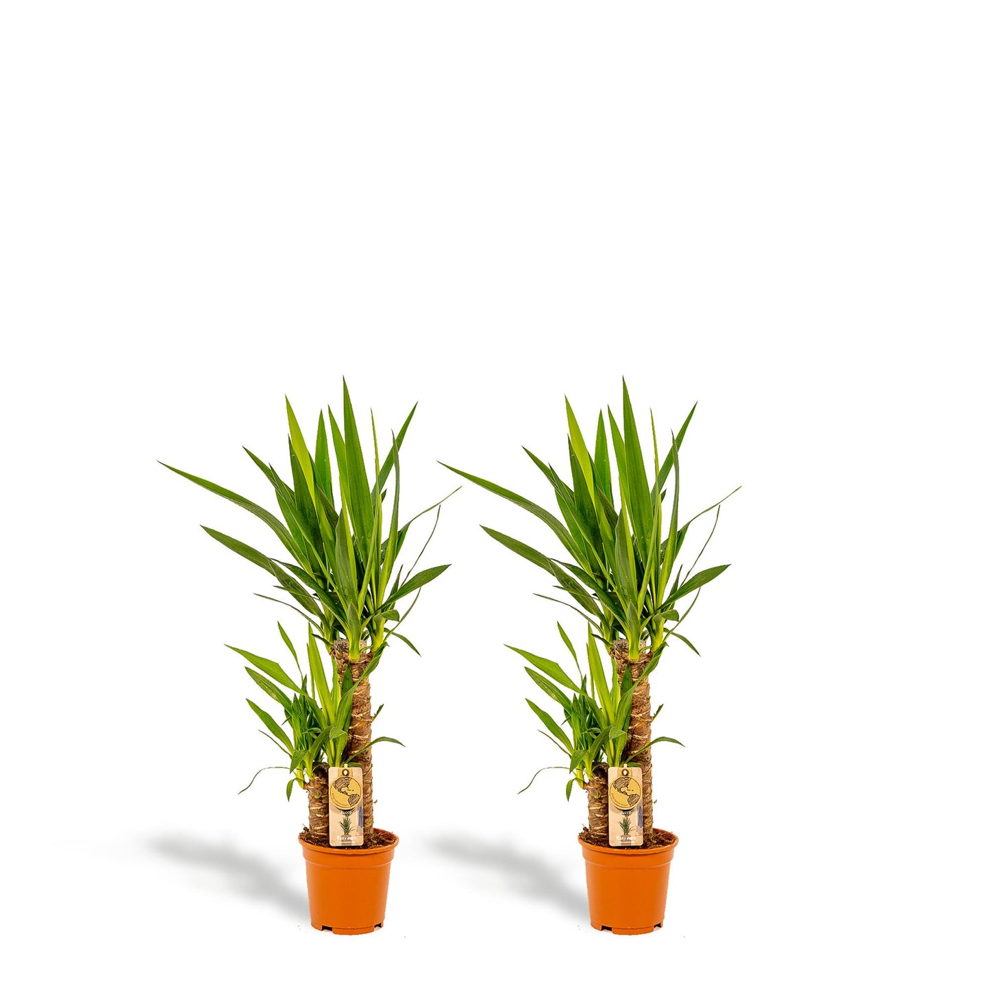 2x Yucca - ↨90cm - Ø17cm - Pflanzfix24.de - Pflanzfix24.de