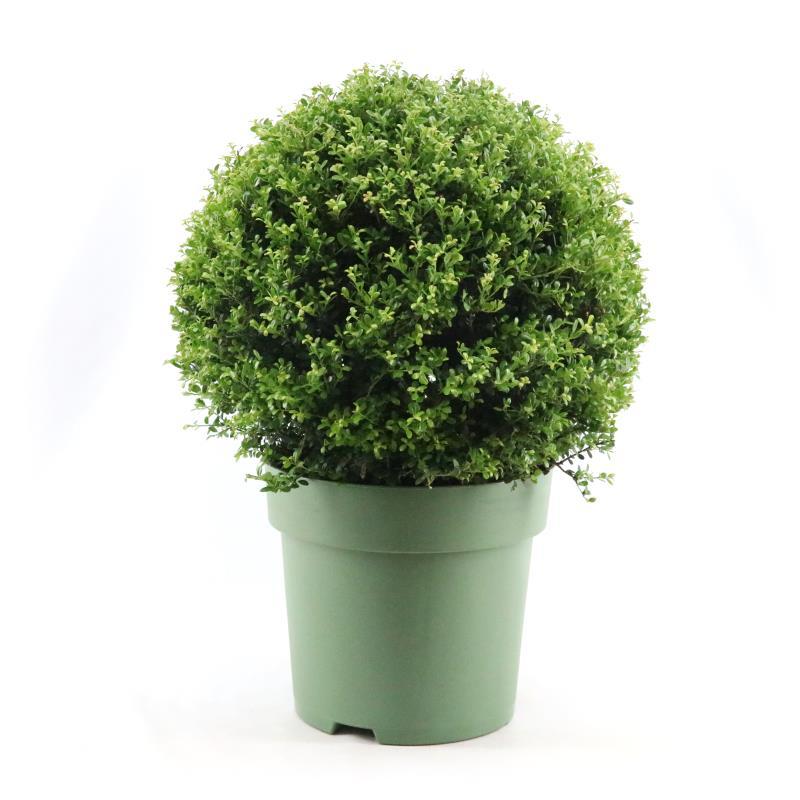 Ilex Crenata Ball Ø50cm P33 - Ø33cm - ↕70cm - Pflanzfix24