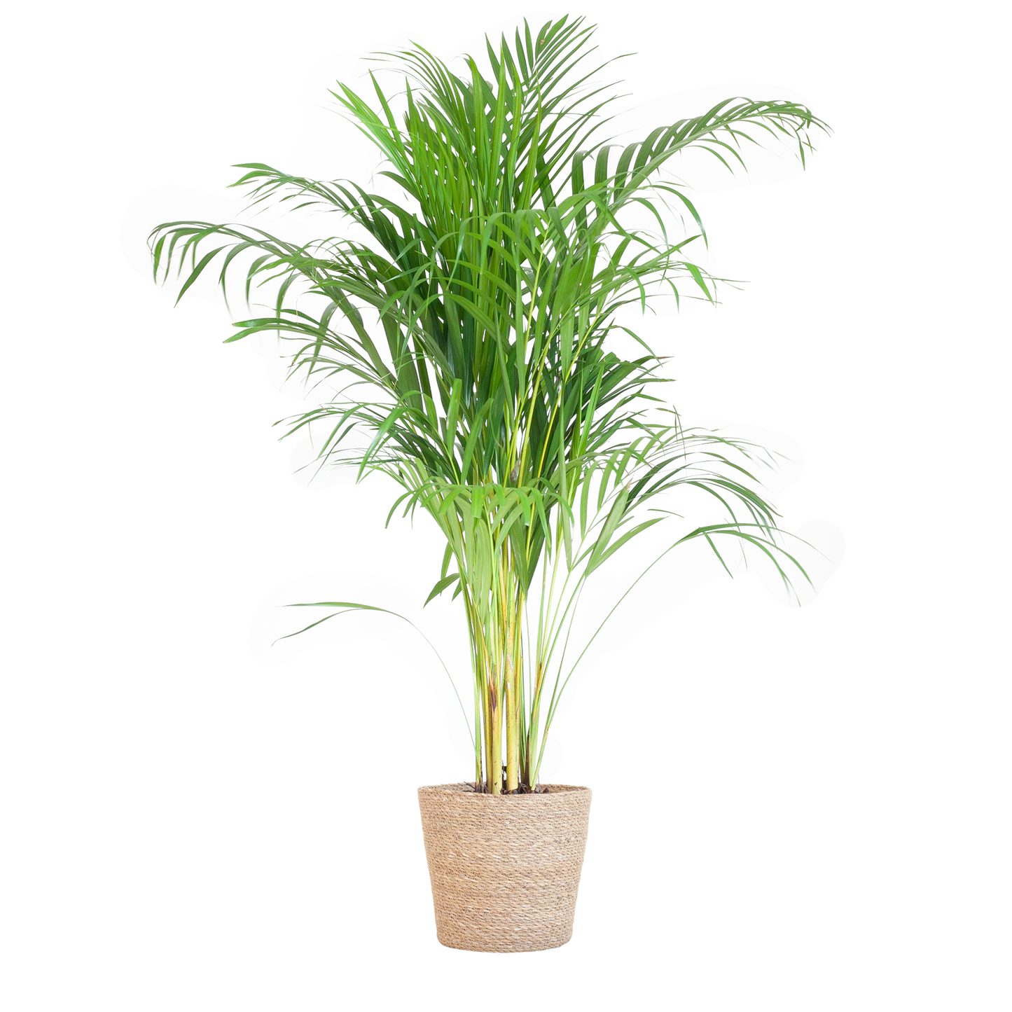 Areca Palm (Dypsis) mit Sofia-Korb natur - 100cm - Ø21 - Pflanzfix24