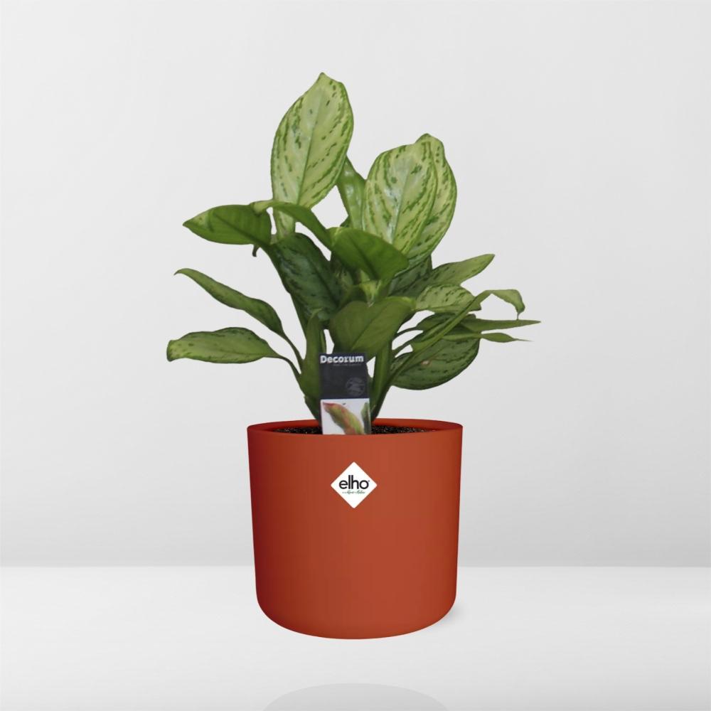 Aglaonema Christina in ELHO b.for soft rond 14cm brique - Pflanzfix24