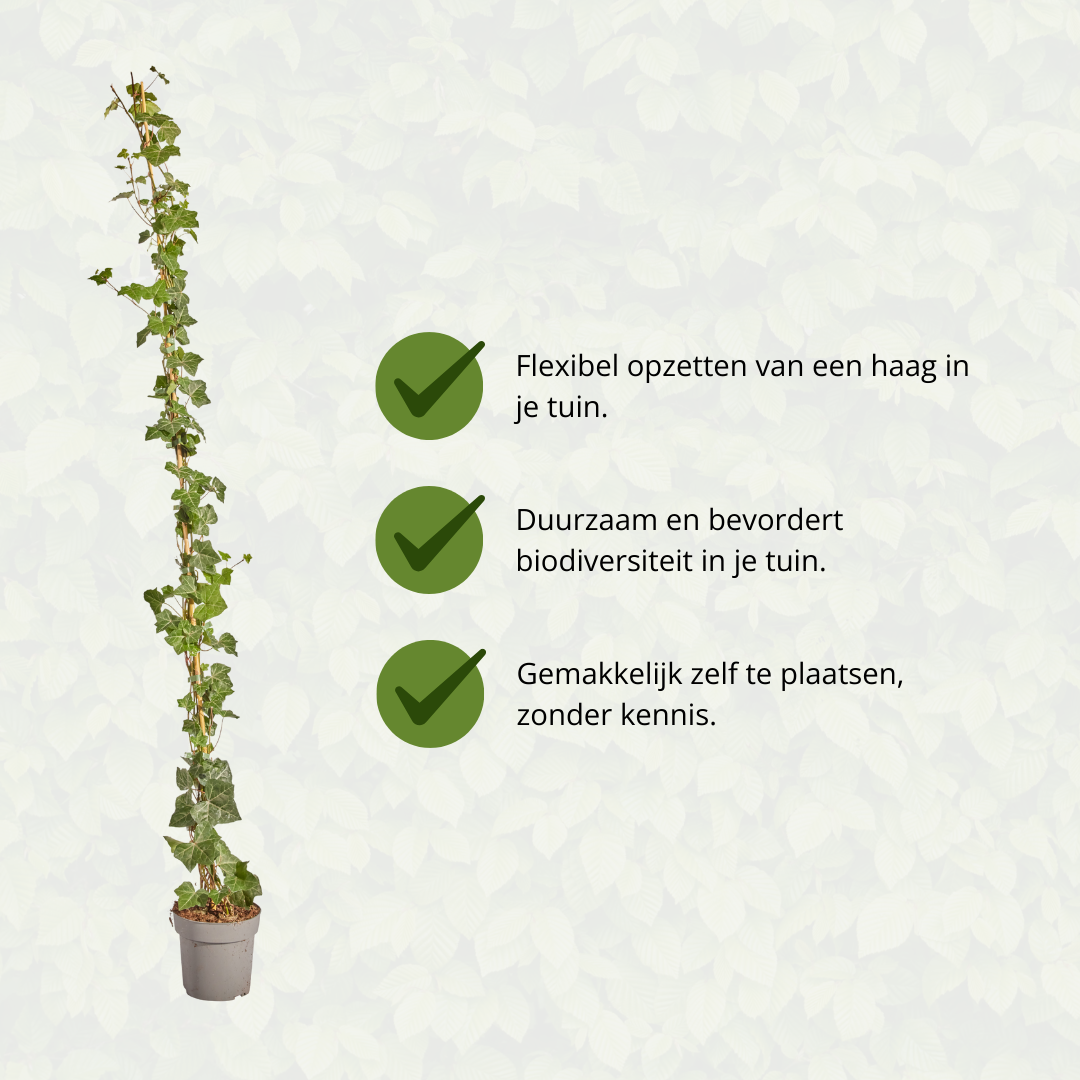 Hedera Hibernica - Efeu - gestäbt - ↨150 - 175 cm - Pflanzfix24.de - Pflanzfix24.de