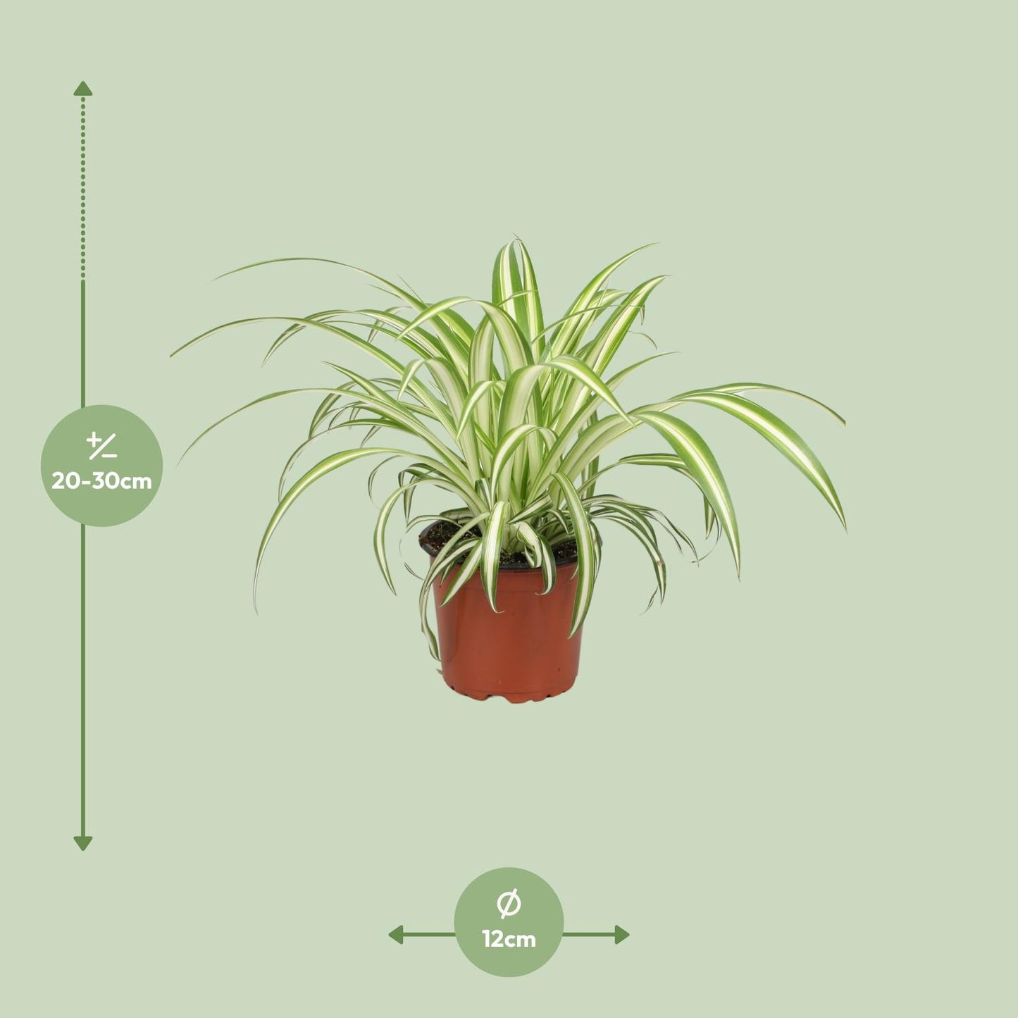 Chlorophytum - Ø12cm - ↕25cm bei Pflanzfix24.de - Pflanzfix24.de
