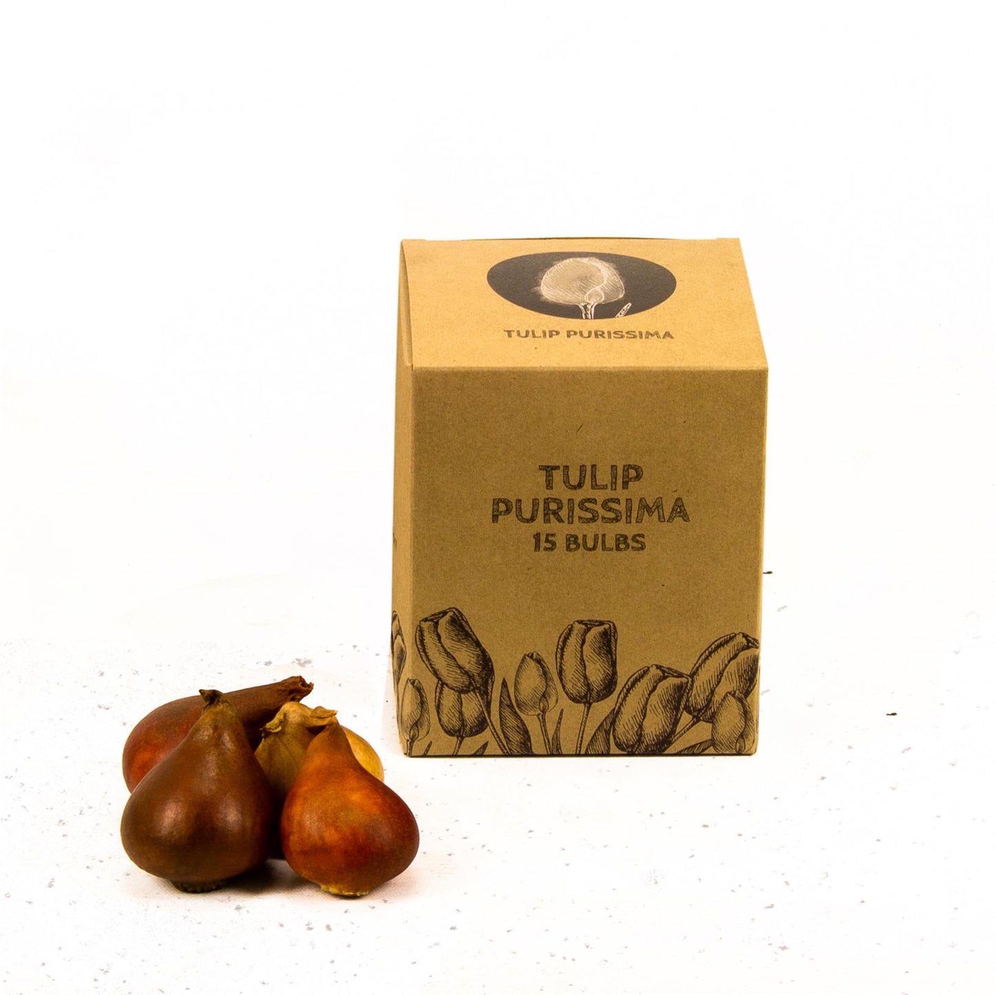 Flowerbulbs Amsterdam - Purissima - 15 Blumenzwiebeln - Größe 12+ - Pflanzfix24