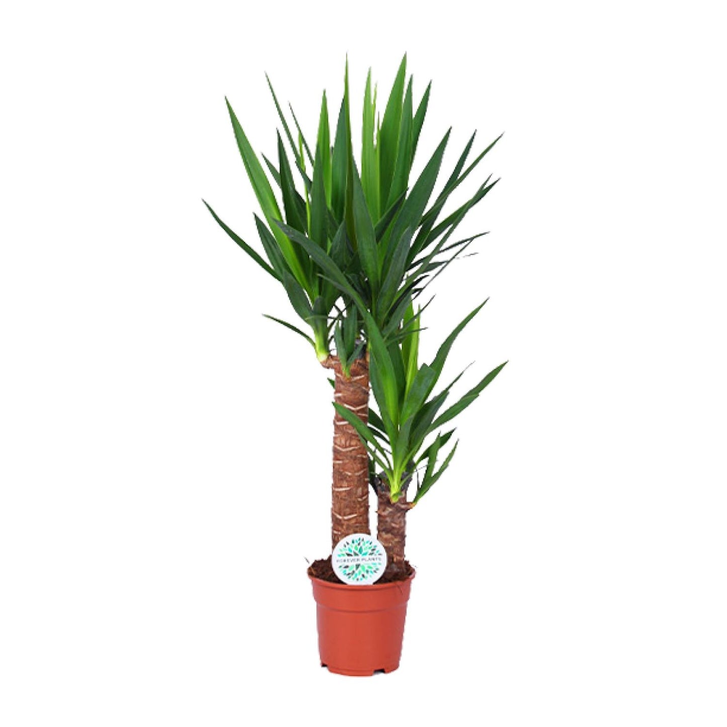 Yucca Pflanze Ø17cm – 80cm hoch | Pflanzfix24.de - Pflanzfix24.de