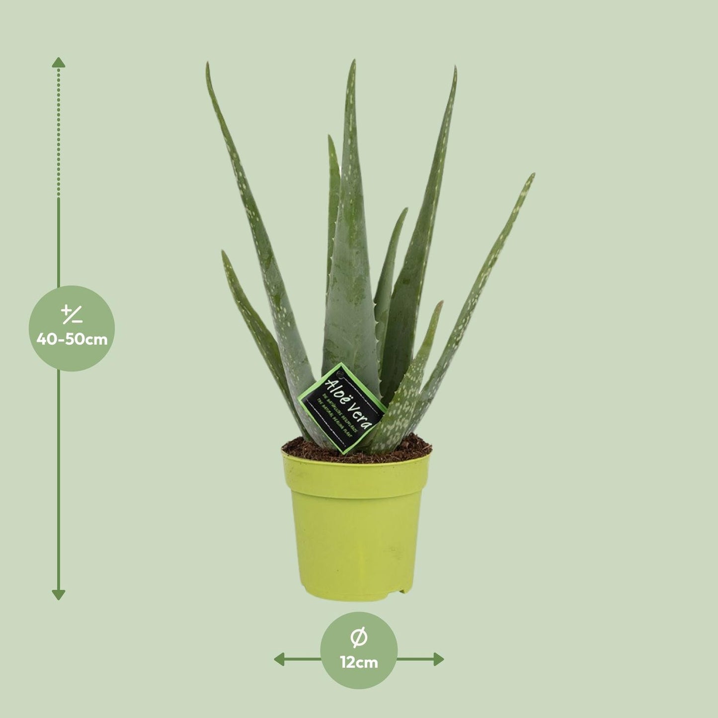 Aloe Vera - Ø12cm - ↕45cm - Pflanzfix24.de - Pflanzfix24.de