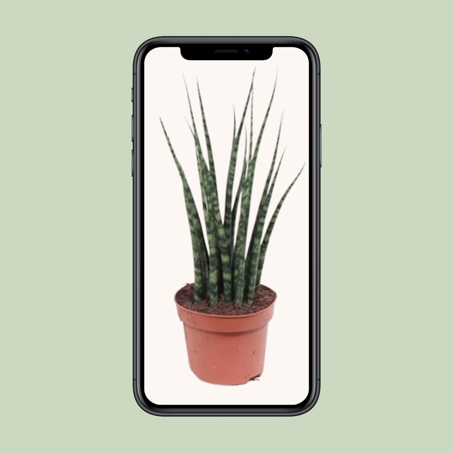 Sansevieria Fernwood Mikado Ø12cm – 40cm hoch | Pflanzfix24.de - Pflanzfix24.de