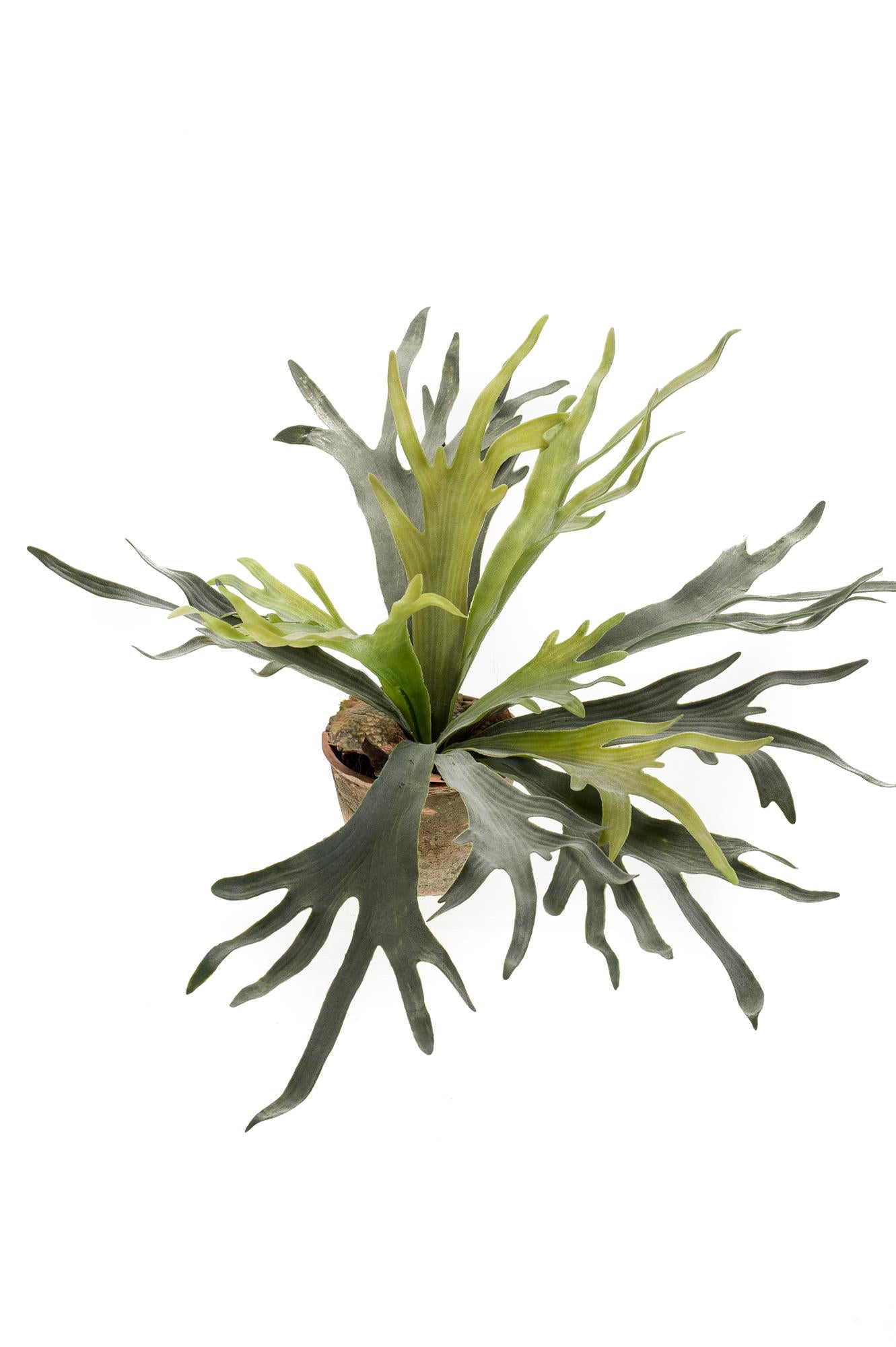 Kunst-Staghorn Farn 50 cm – Geweihfarn | Pflanzfix24.de - Pflanzfix24.de