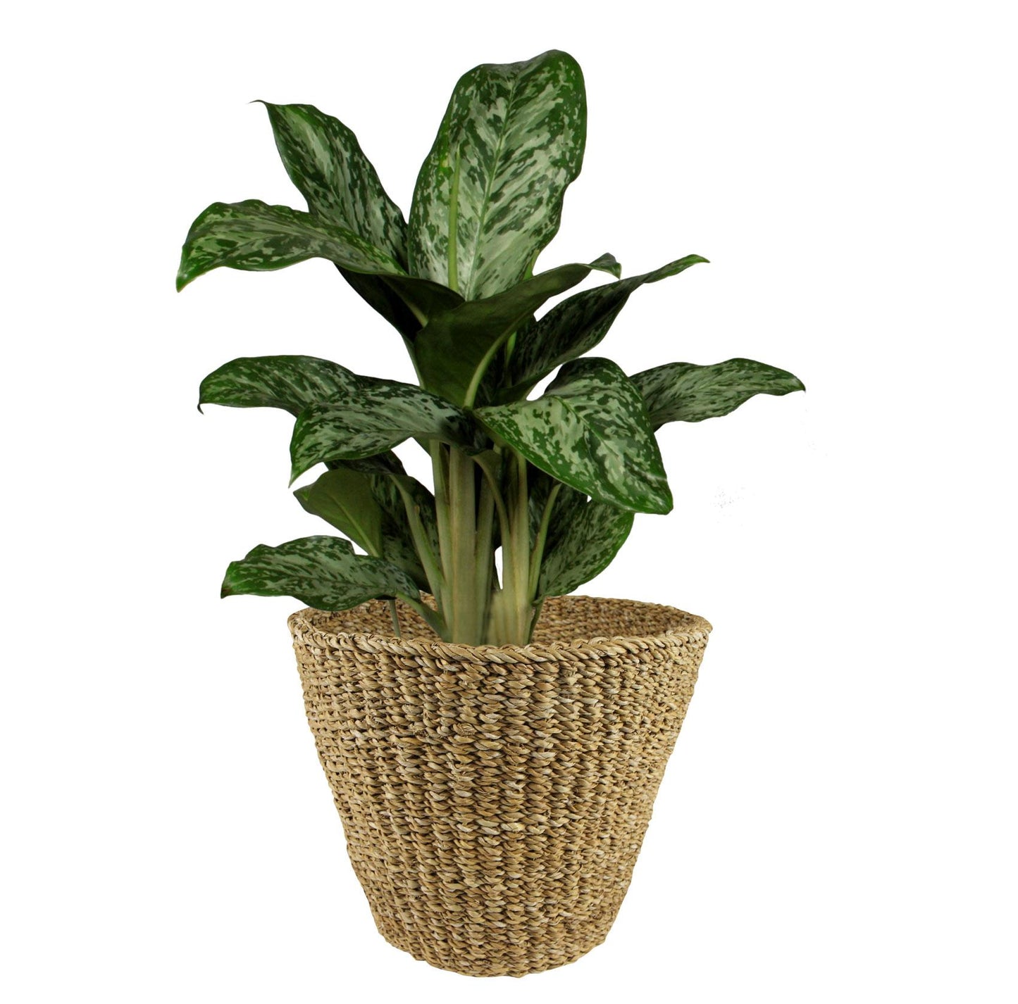 Korb Jip Natur XL 37x31 cm – Handgefertigt & Nachhaltig | Pflanzfix24.de - Pflanzfix24.de