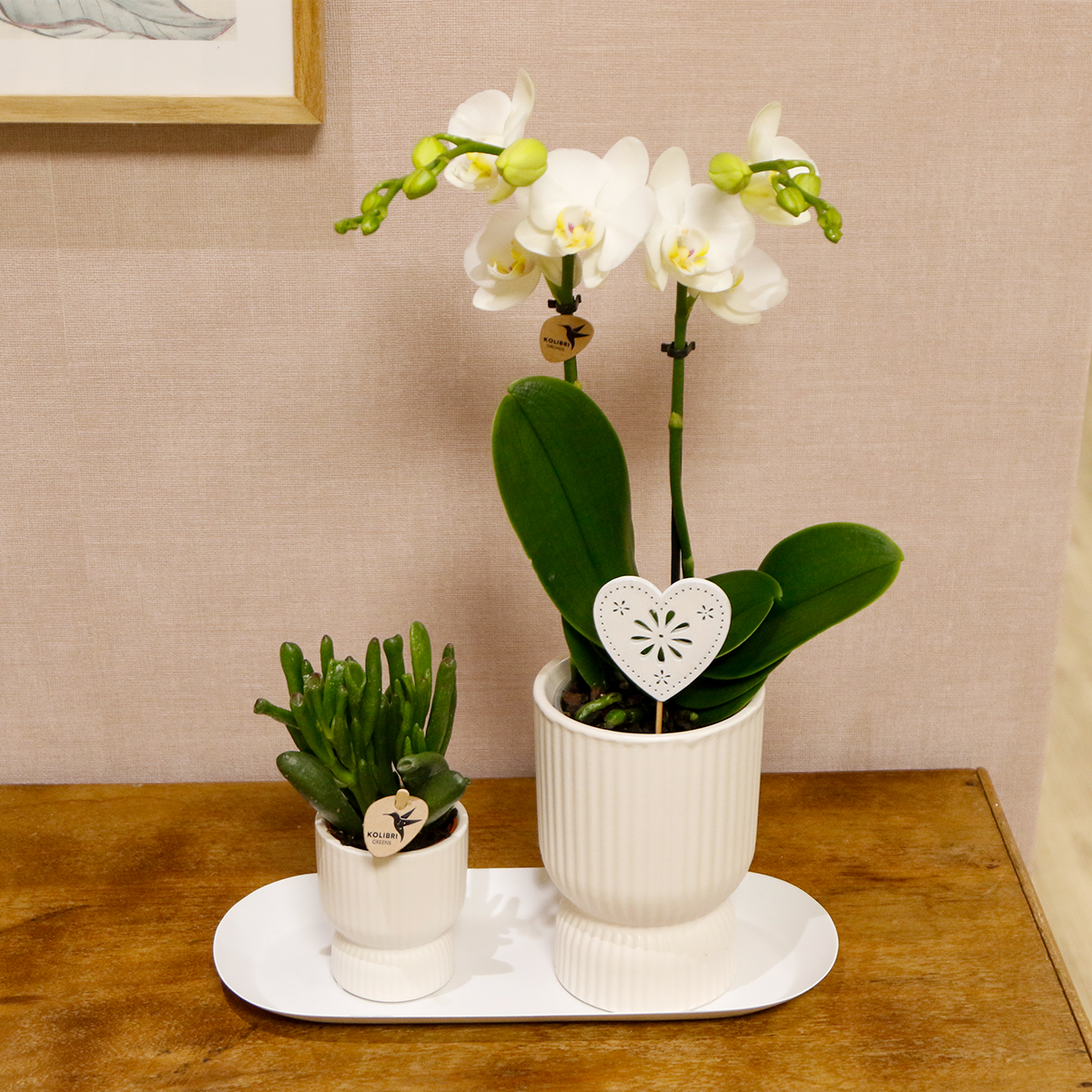 Pflanzenset Liebe Weiß mit Phalaenopsis & Grünpflanze | Pflanzfix24.de - Pflanzfix24.de