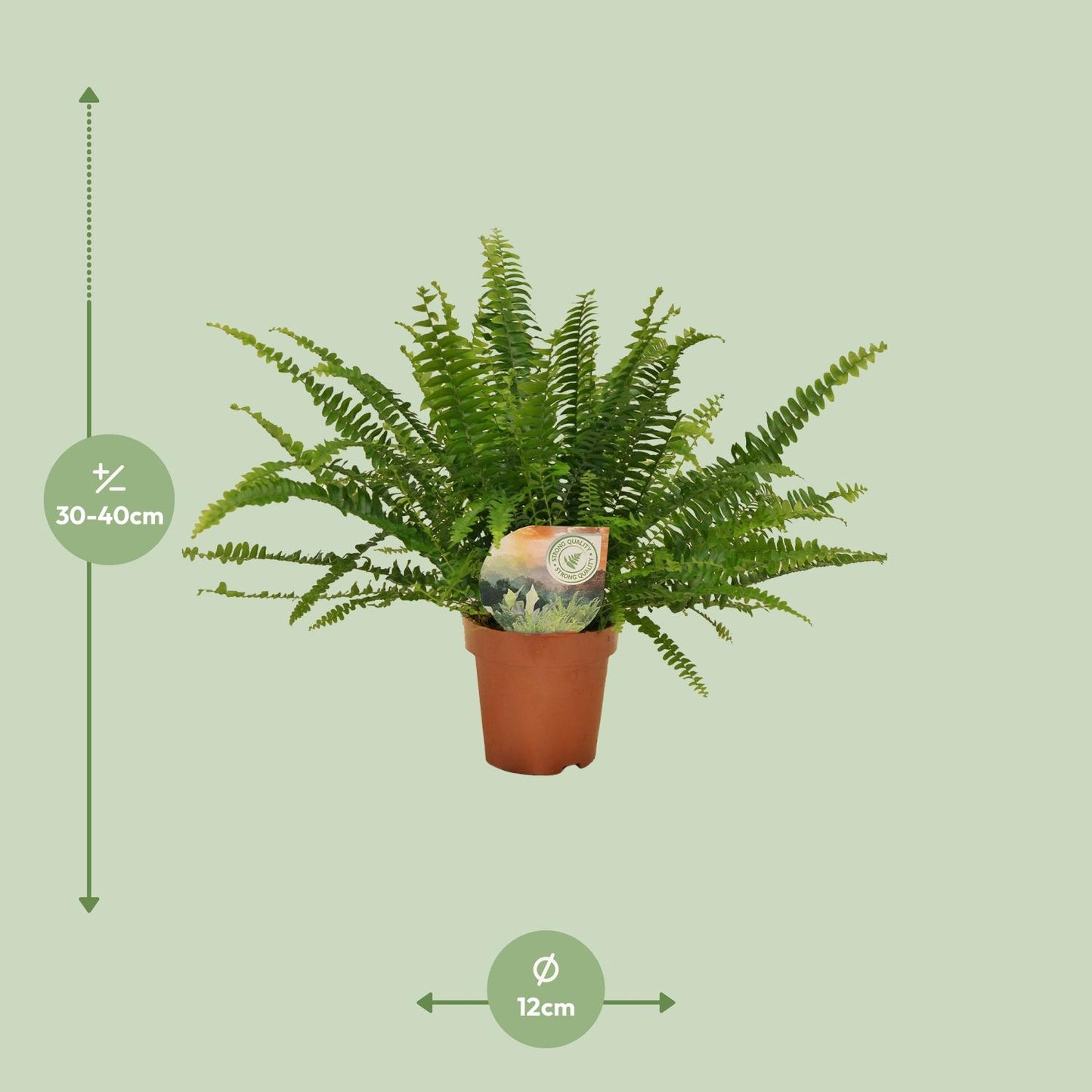 Nephrolepis „Grüne Dame“ Boston-Farn Ø12cm | Pflanzfix24.de - Pflanzfix24.de