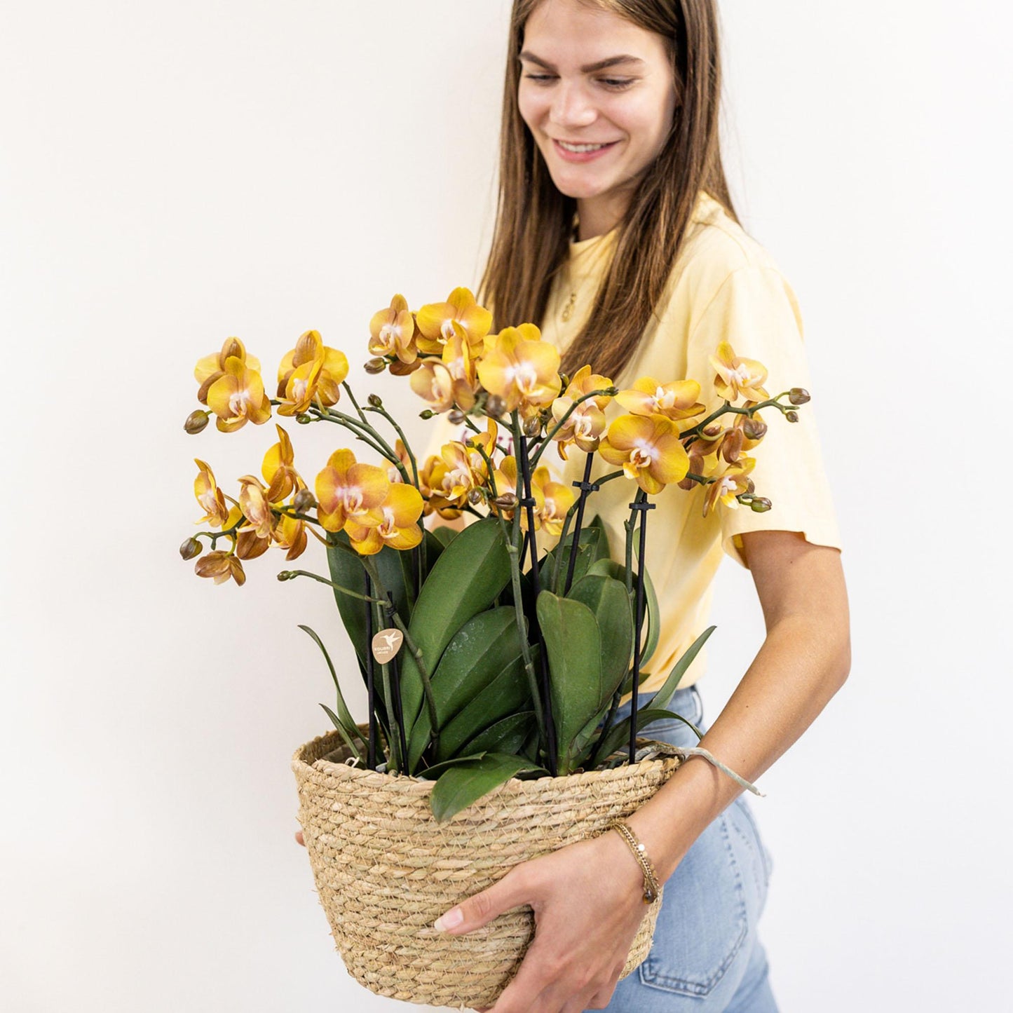 Orchideen-Set Orange im Baumwollkorb mit Wassertank 12cm – Pflanzfix24.de - Pflanzfix24.de