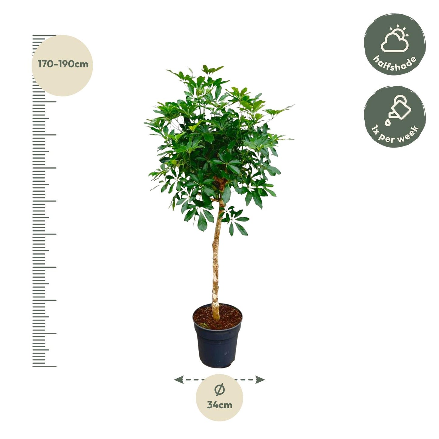 Schefflera op Stam 170cm Ø35cm | Tropische Zimmerpflanze | Pflanzfix24.de - Pflanzfix24.de