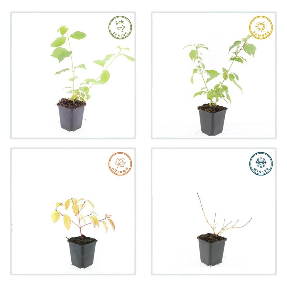 20x Cornus sanguinea 'Anny's Winter Orange' | Pflanzfix24.de - Pflanzfix24.de