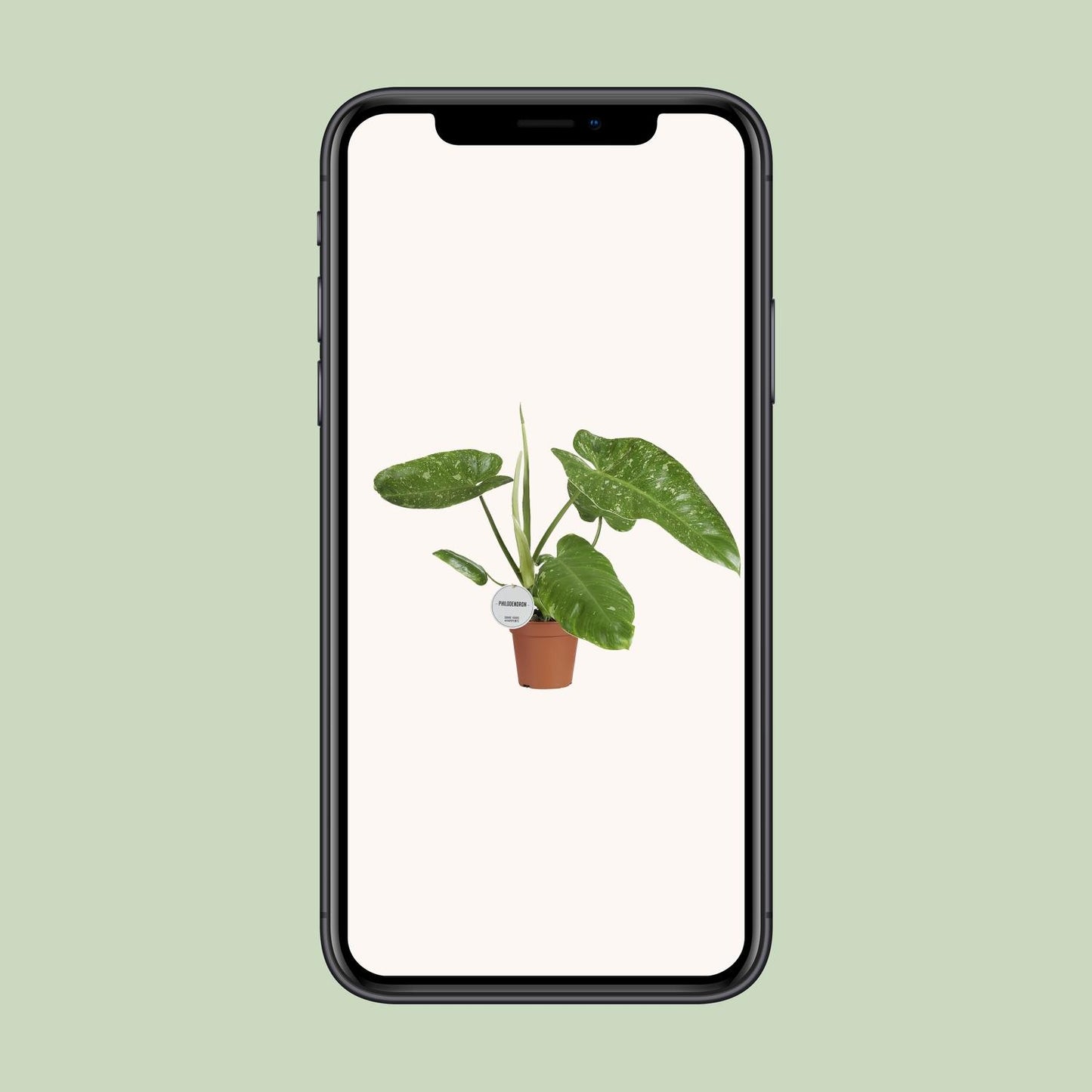Philodendron Jose Buono 15cm – tropisches Raumgrün | Pflanzfix24