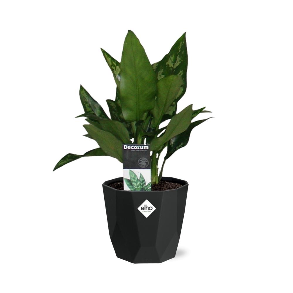 Aglaonema Maria in 14cm b.for rock living black bei Pflanzfix24